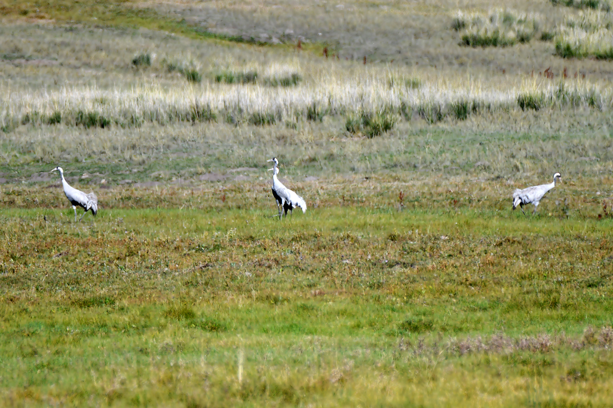 The Treasure of Lake Tuzkol - My, Rare view, The mountains, Kazakhstan, Birds, Cranes, Longpost, The photo, Nature