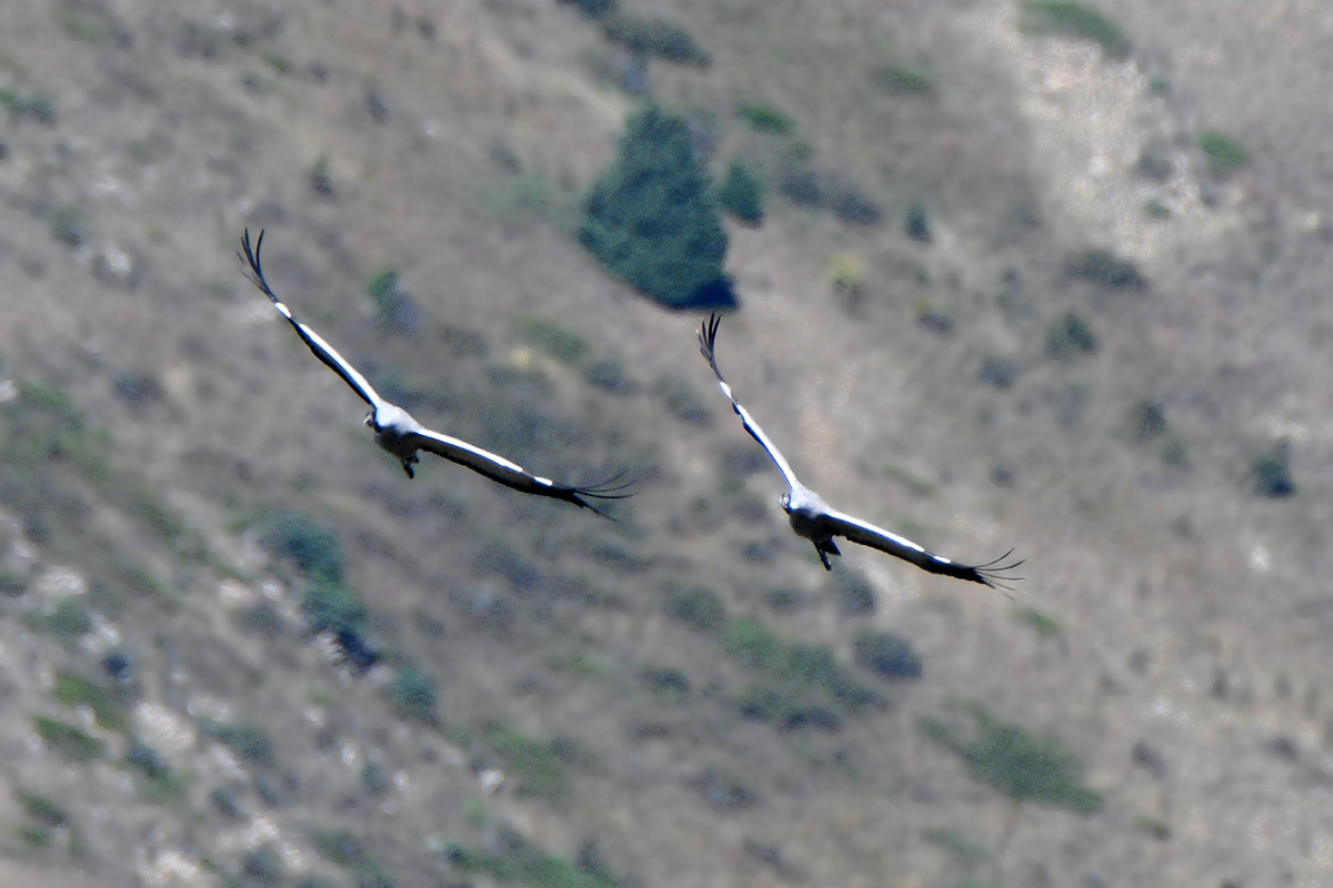 The Treasure of Lake Tuzkol - My, Rare view, The mountains, Kazakhstan, Birds, Cranes, Longpost, The photo, Nature