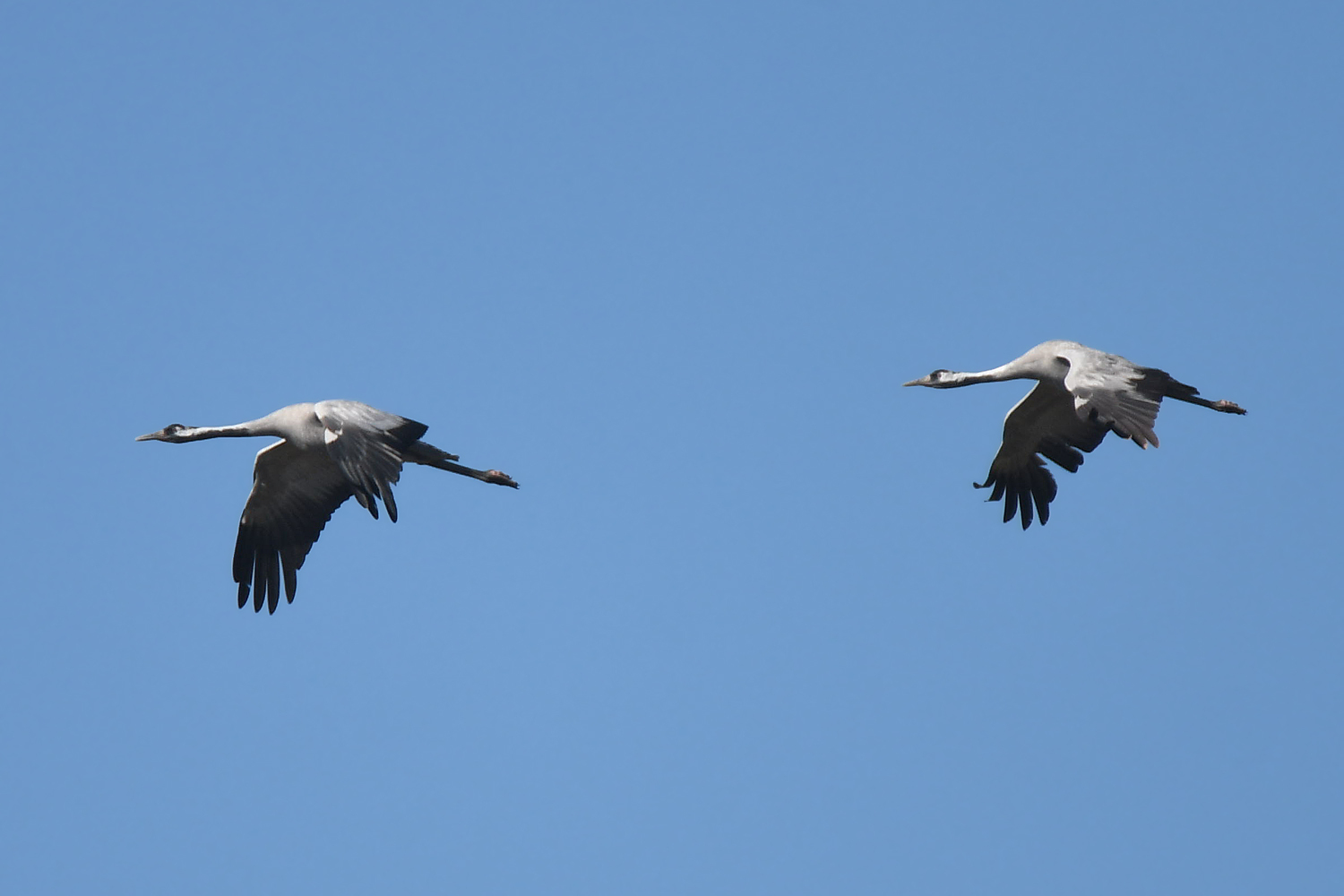 The Treasure of Lake Tuzkol - My, Rare view, The mountains, Kazakhstan, Birds, Cranes, Longpost, The photo, Nature