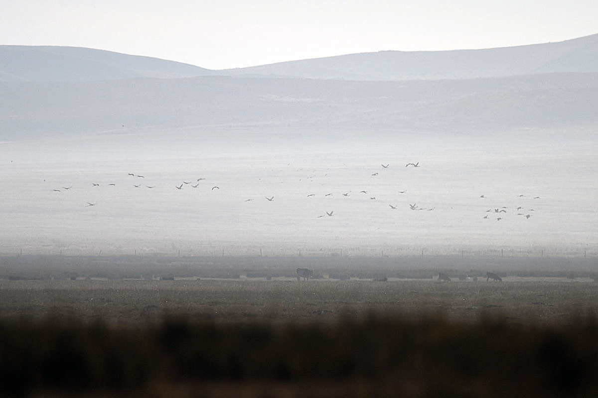 The Treasure of Lake Tuzkol - My, Rare view, The mountains, Kazakhstan, Birds, Cranes, Longpost, The photo, Nature