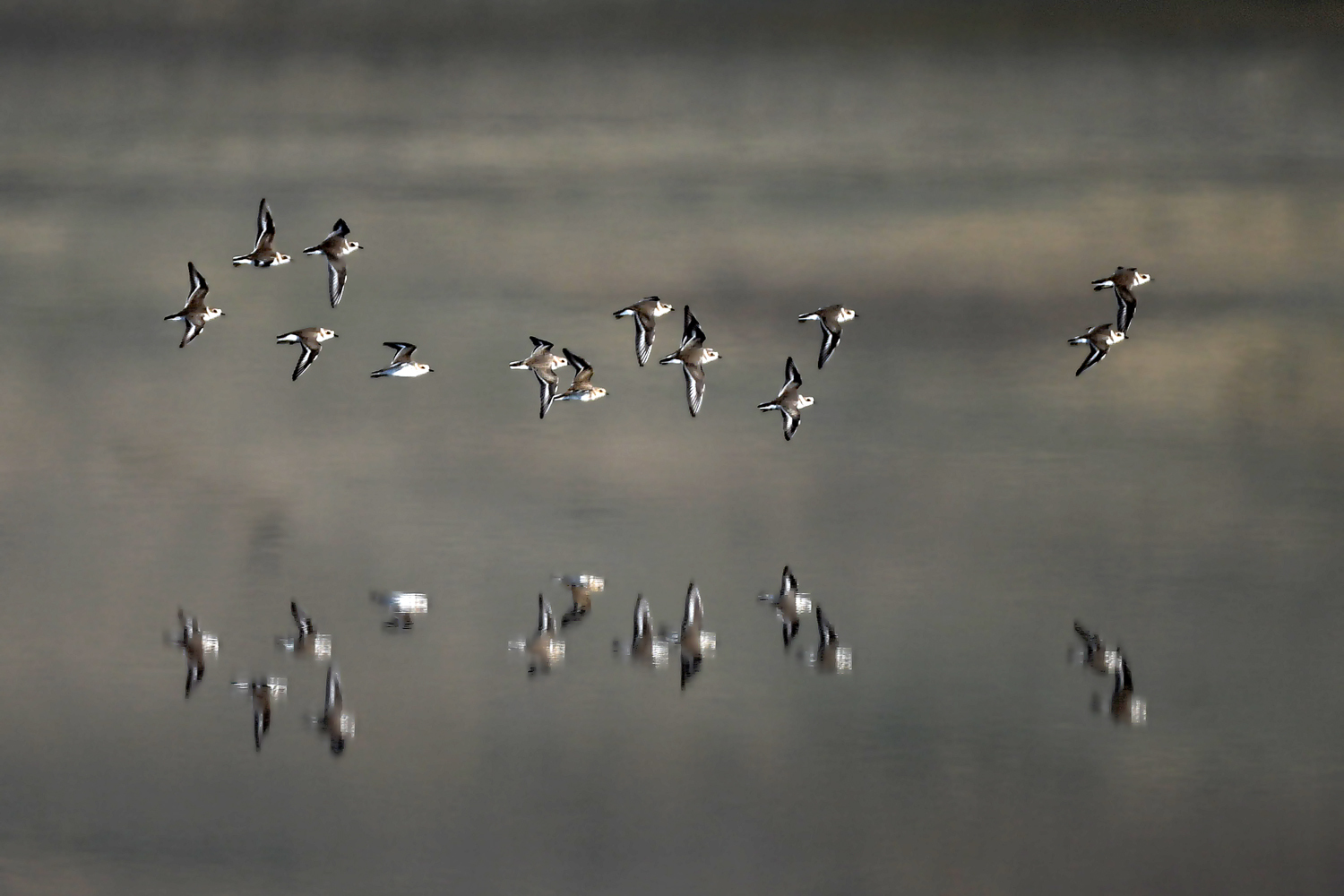 The Treasure of Lake Tuzkol - My, Rare view, The mountains, Kazakhstan, Birds, Cranes, Longpost, The photo, Nature