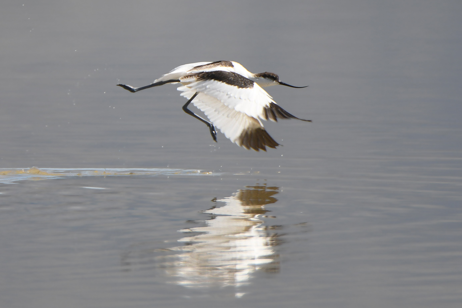 The Treasure of Lake Tuzkol - My, Rare view, The mountains, Kazakhstan, Birds, Cranes, Longpost, The photo, Nature