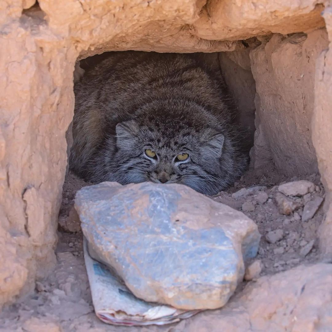 The cat is just waiting to be petted by someone who has an extra hand... - The photo, cat, Pallas' cat, Fluffy, Pet the cat, Cat family