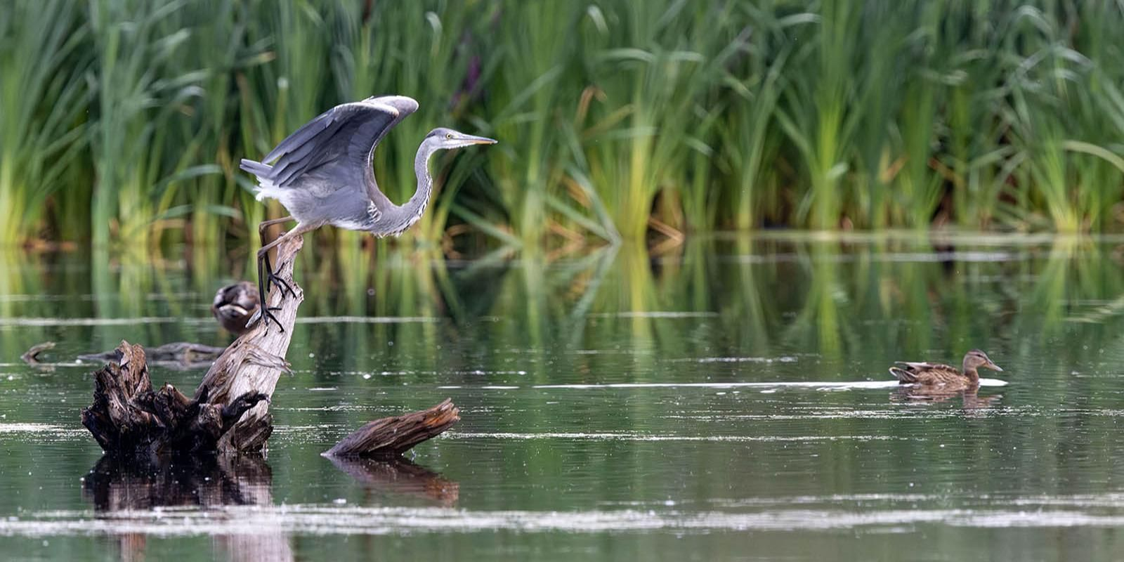 Grey herons spotted in Moscow - Gray heron, Birds, Rare view, Moscow, Red Book, Wild animals, Ecology, The photo, Telegram (link)