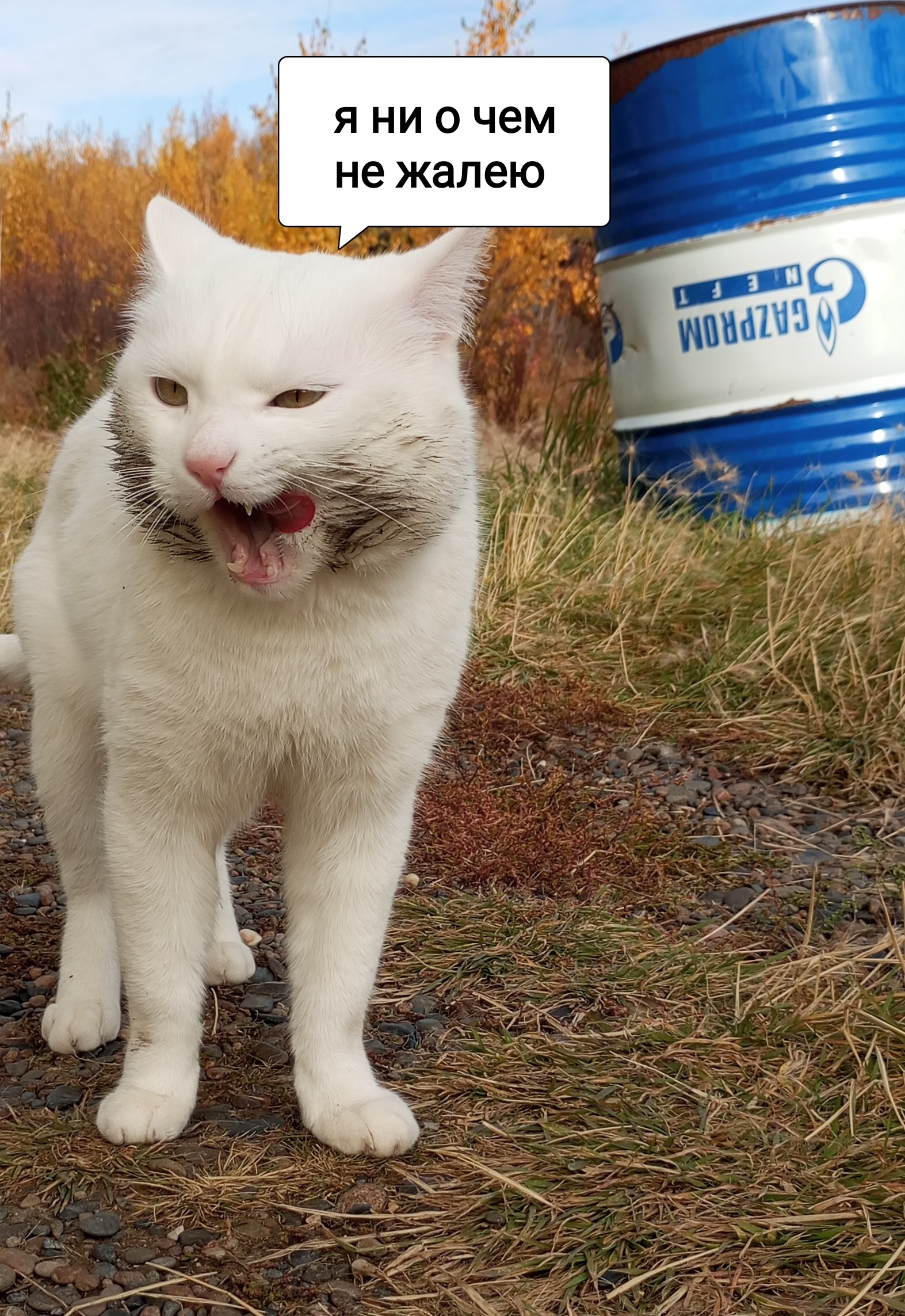 Life on TDS in the taiga. Missed each other - My, Footprints, Hydrology, Weather station, Cowberry, cat, Autumn, Rain, Longpost