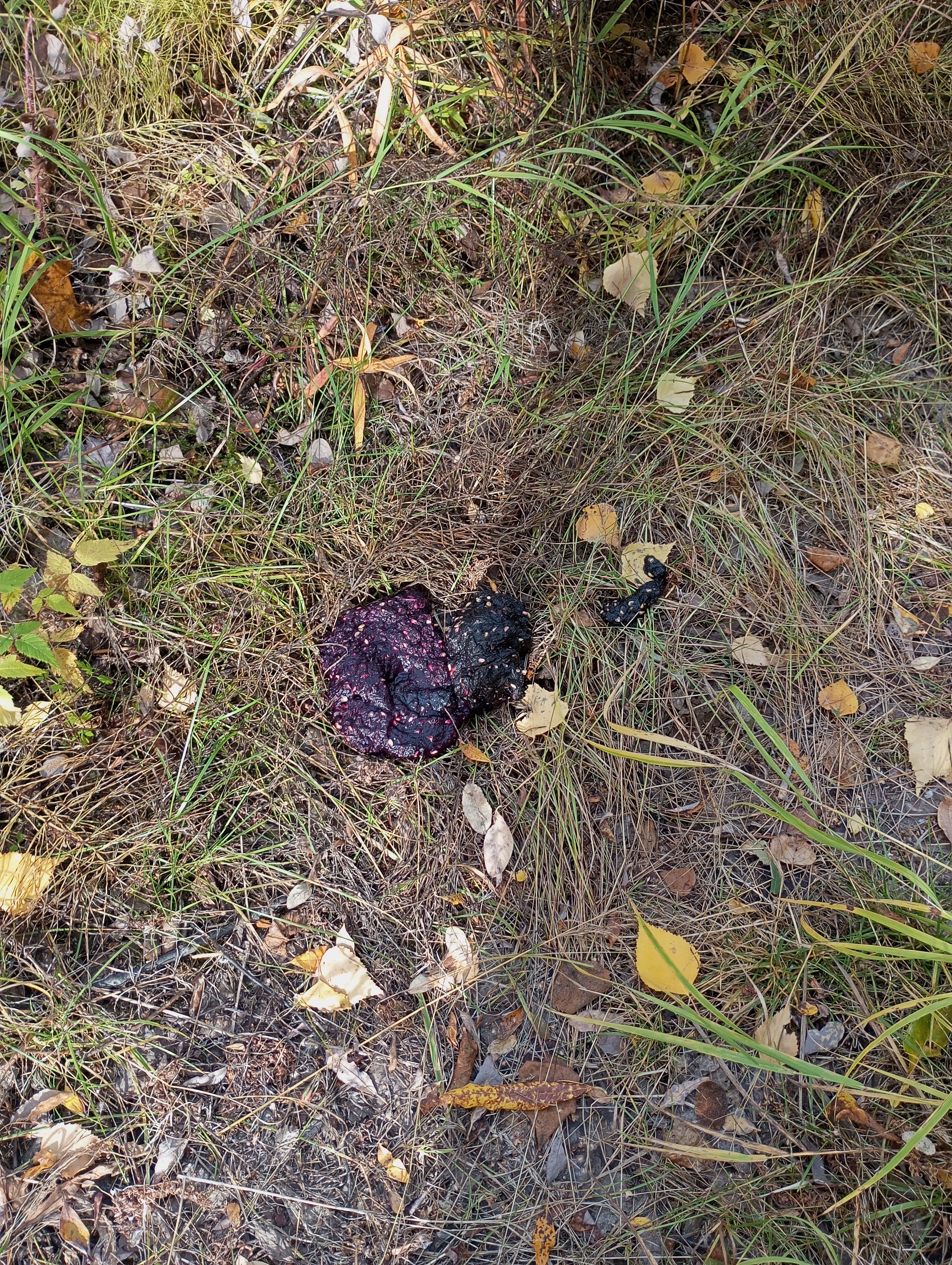 Life on TDS in the taiga. Missed each other - My, Footprints, Hydrology, Weather station, Cowberry, cat, Autumn, Rain, Longpost