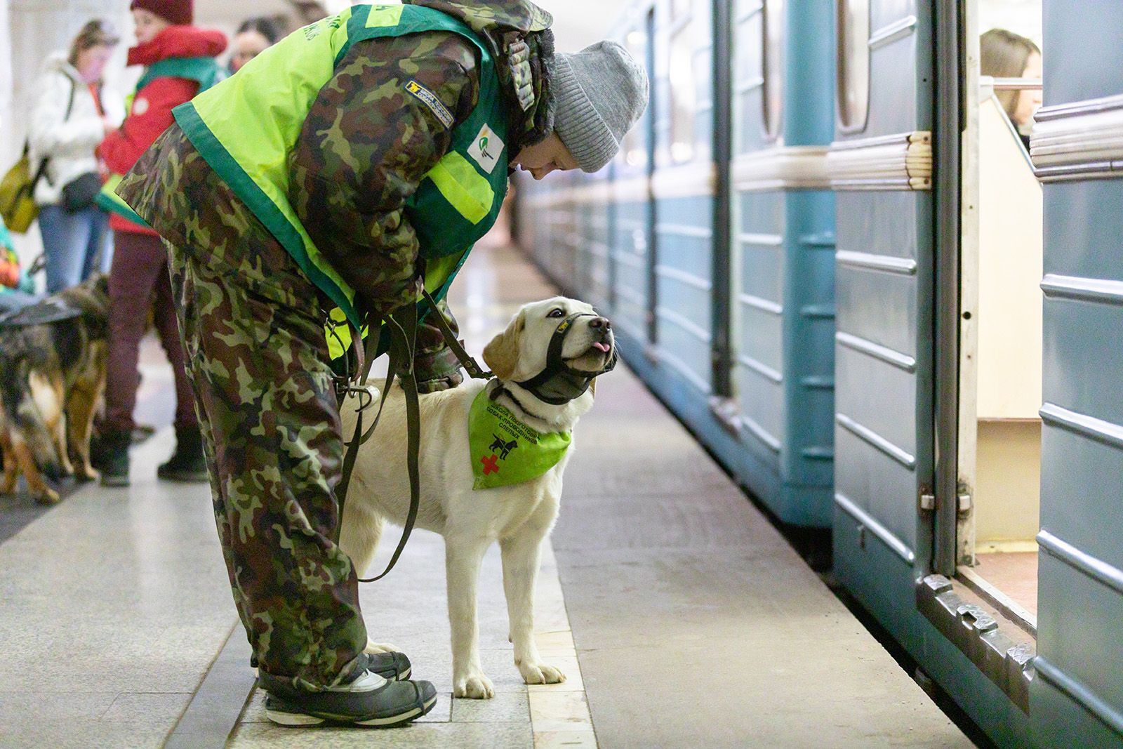 Labrador Guide Dog Sends Visually Impaired Moscow Metro Passenger to St. Petersburg - My, Moscow Metro, Metro, Public transport, Moscow, Saint Petersburg, IA Panorama, Dog