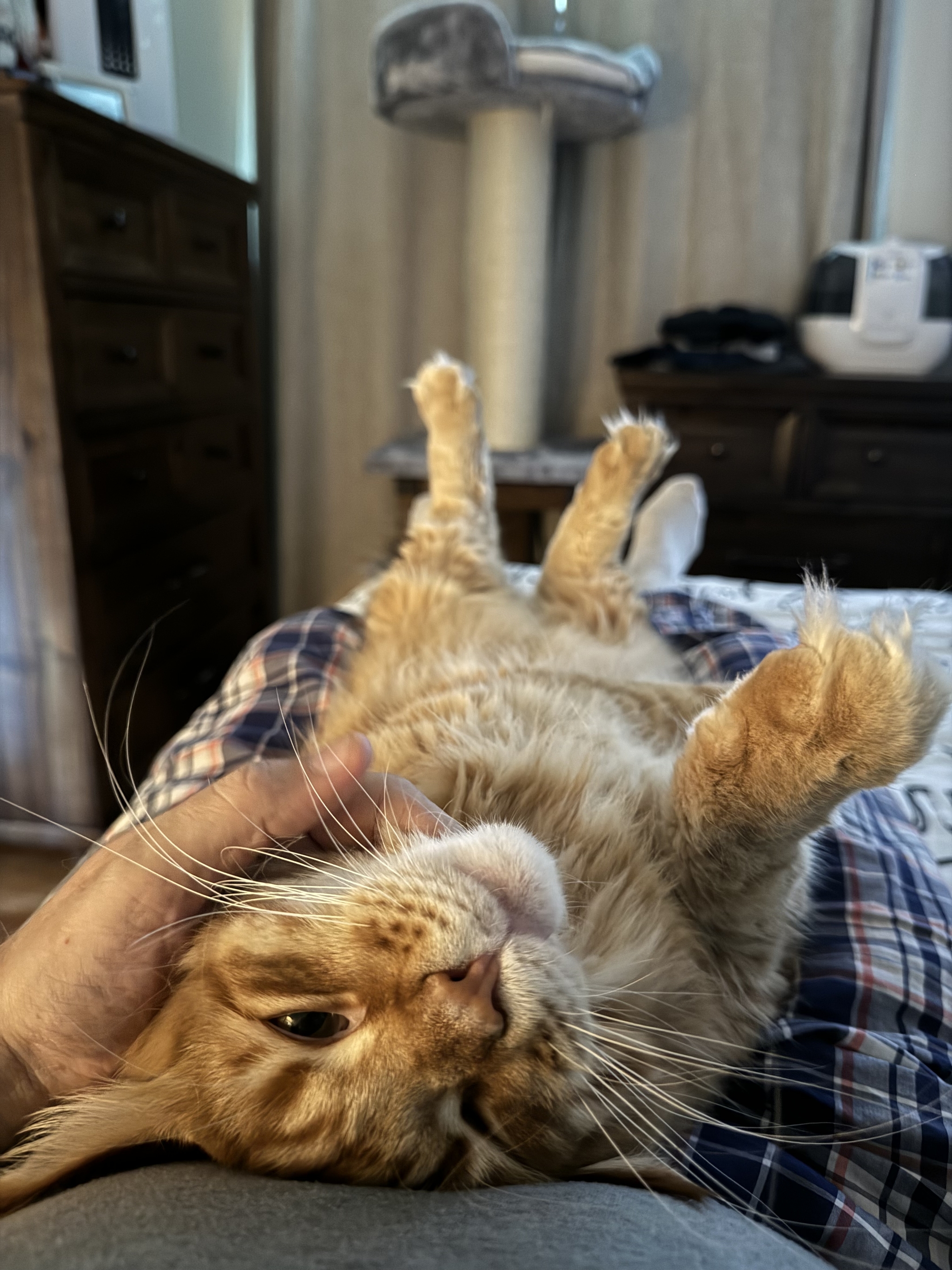 Boniface: Don't even think about moving, biped! - My, cat, Redheads, Maine Coon