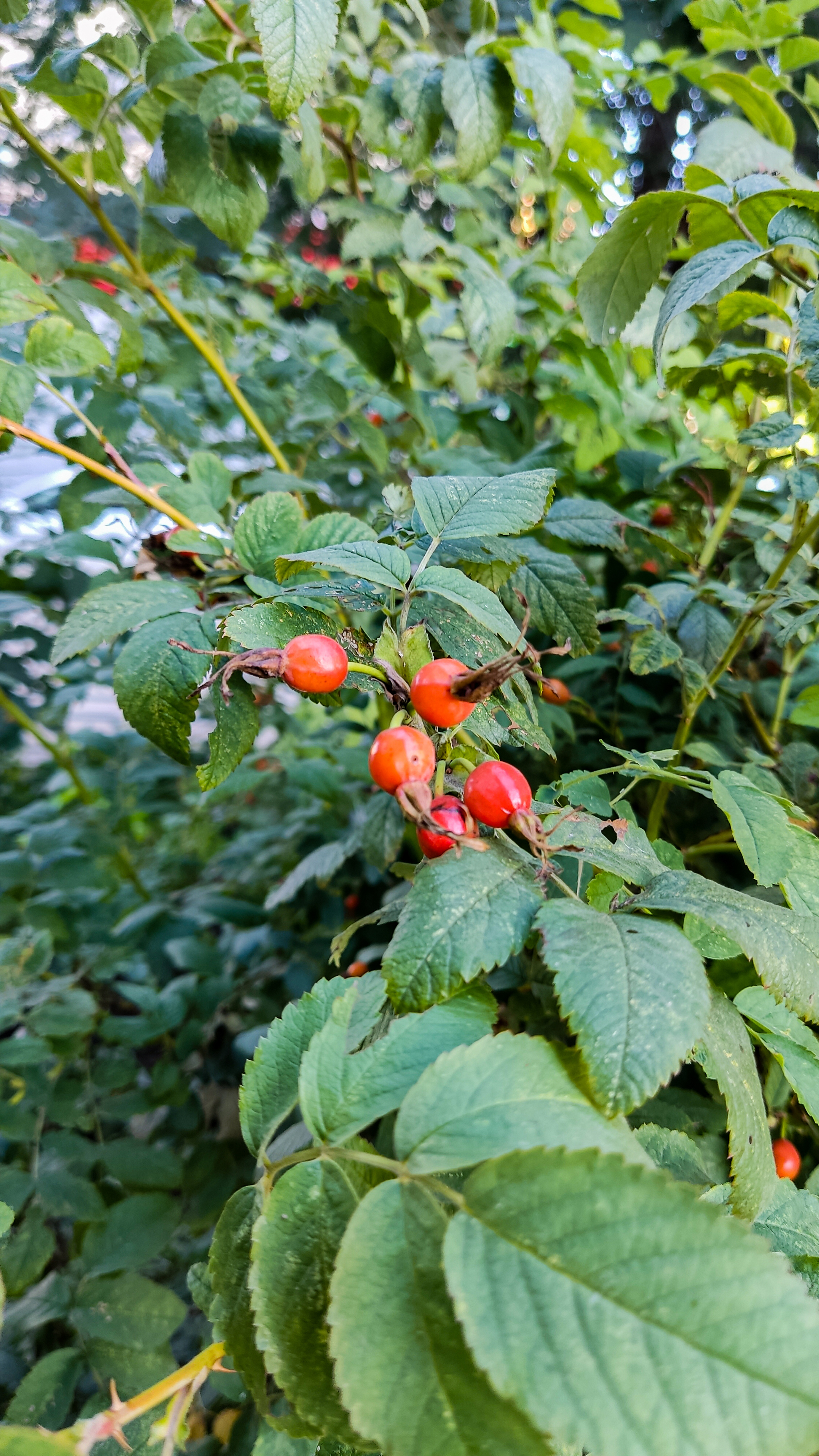 Photo project Let's take a closer look post #83. Rosehip - My, Bloom, Macro photography, Biology, Nature, Chemistry, Microfilming, Plants, Insects, The photo, Longpost