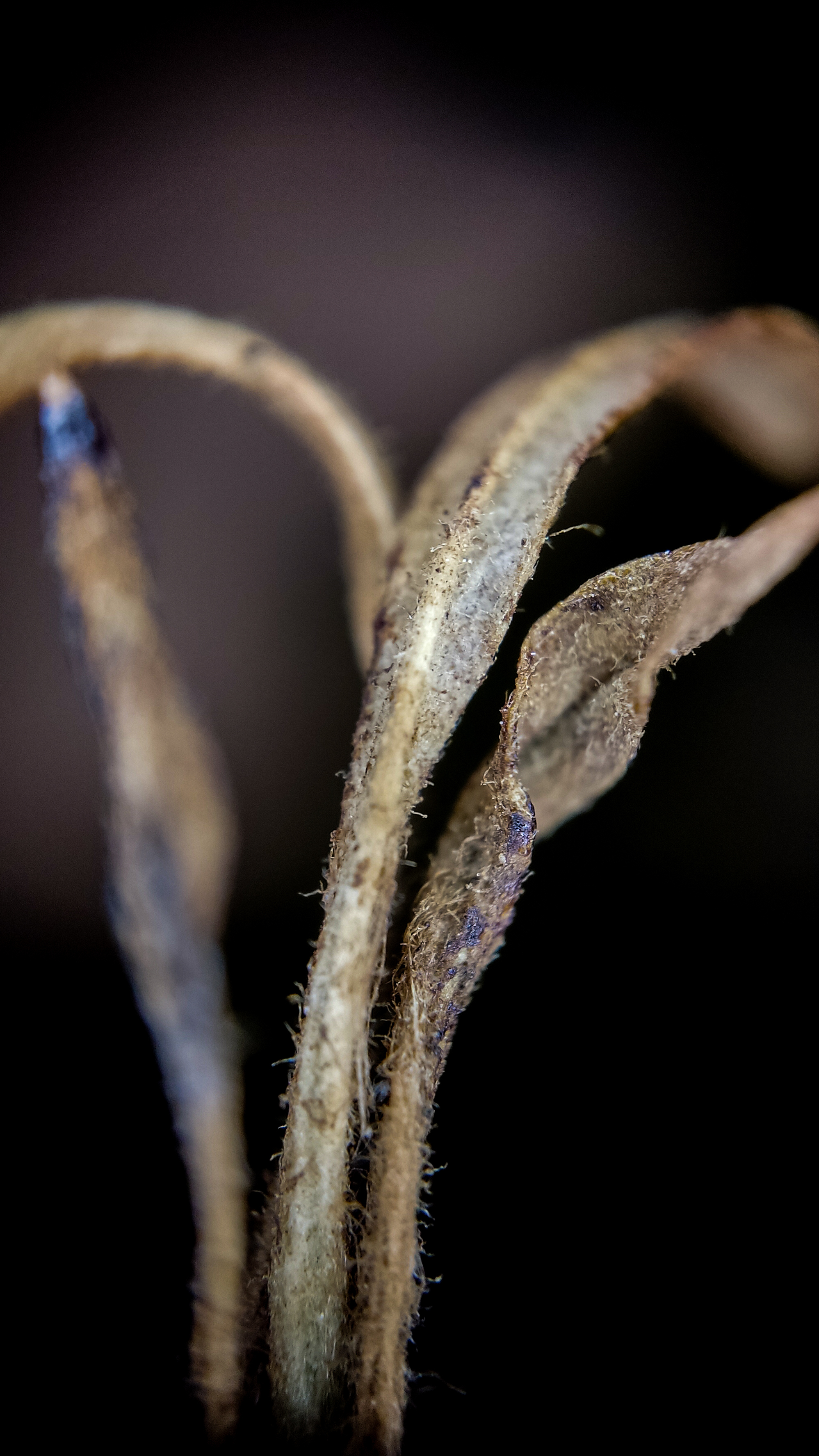 Photo project Let's take a closer look post #83. Rosehip - My, Bloom, Macro photography, Biology, Nature, Chemistry, Microfilming, Plants, Insects, The photo, Longpost