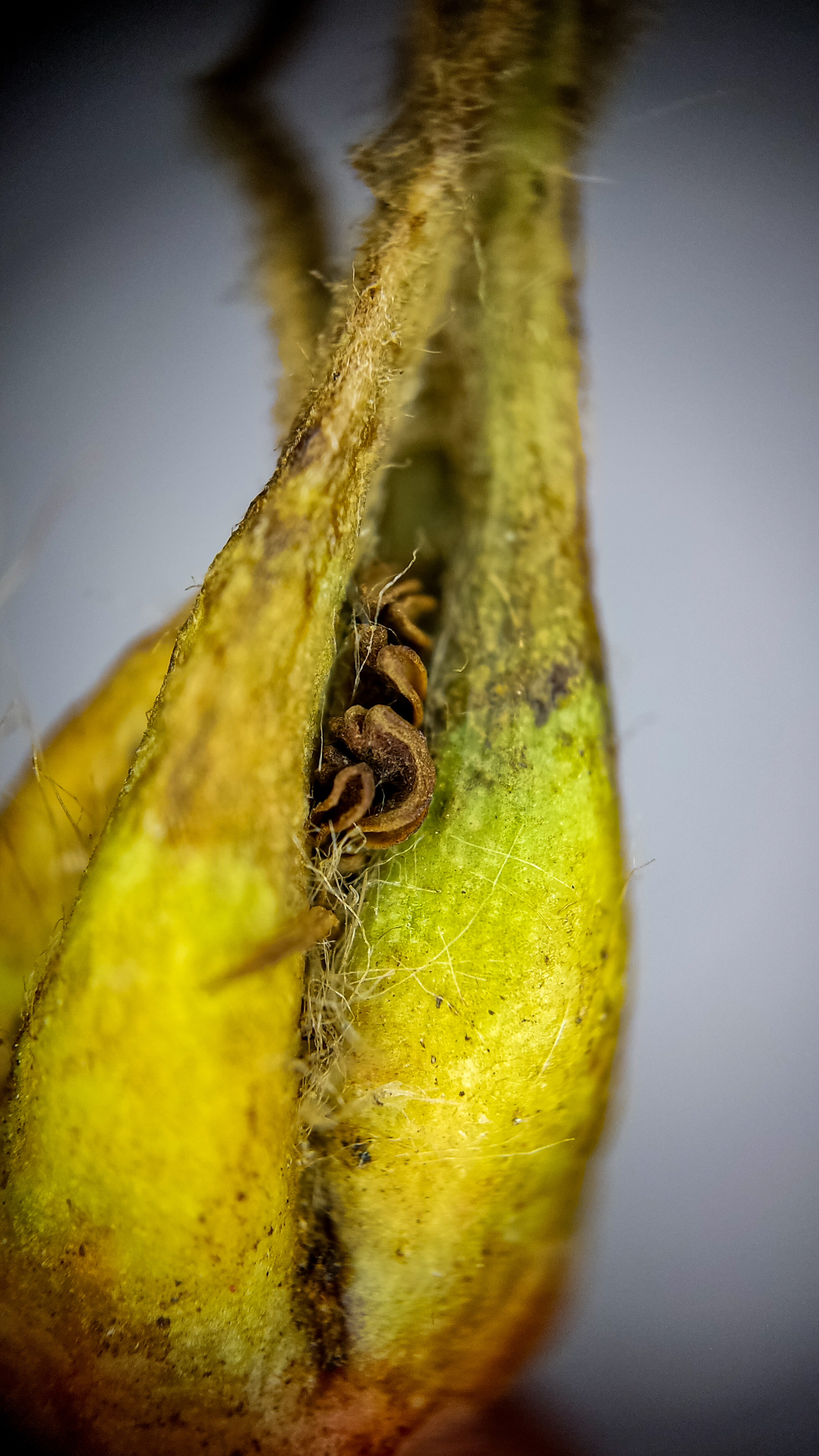 Photo project Let's take a closer look post #83. Rosehip - My, Bloom, Macro photography, Biology, Nature, Chemistry, Microfilming, Plants, Insects, The photo, Longpost