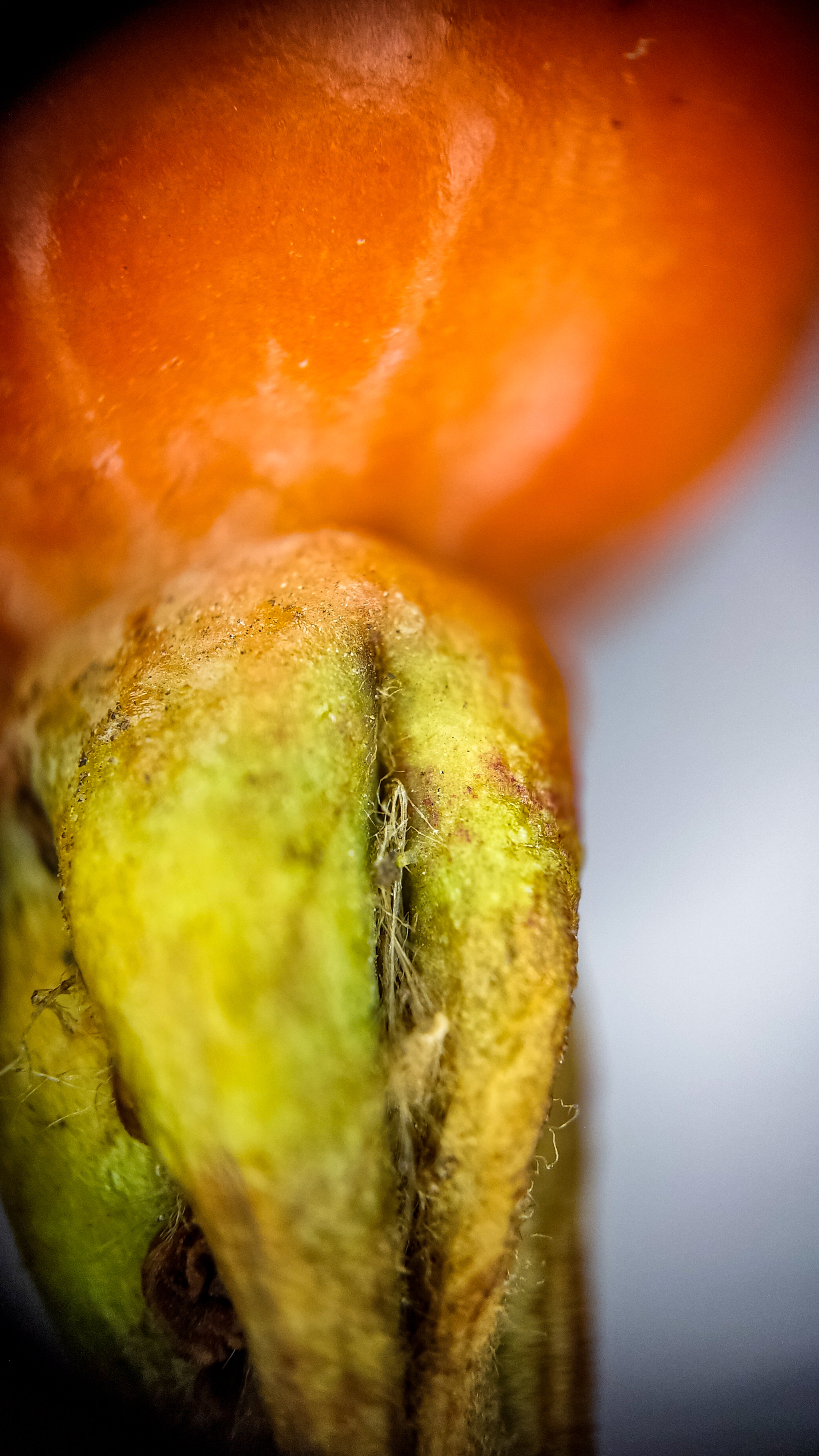 Photo project Let's take a closer look post #83. Rosehip - My, Bloom, Macro photography, Biology, Nature, Chemistry, Microfilming, Plants, Insects, The photo, Longpost