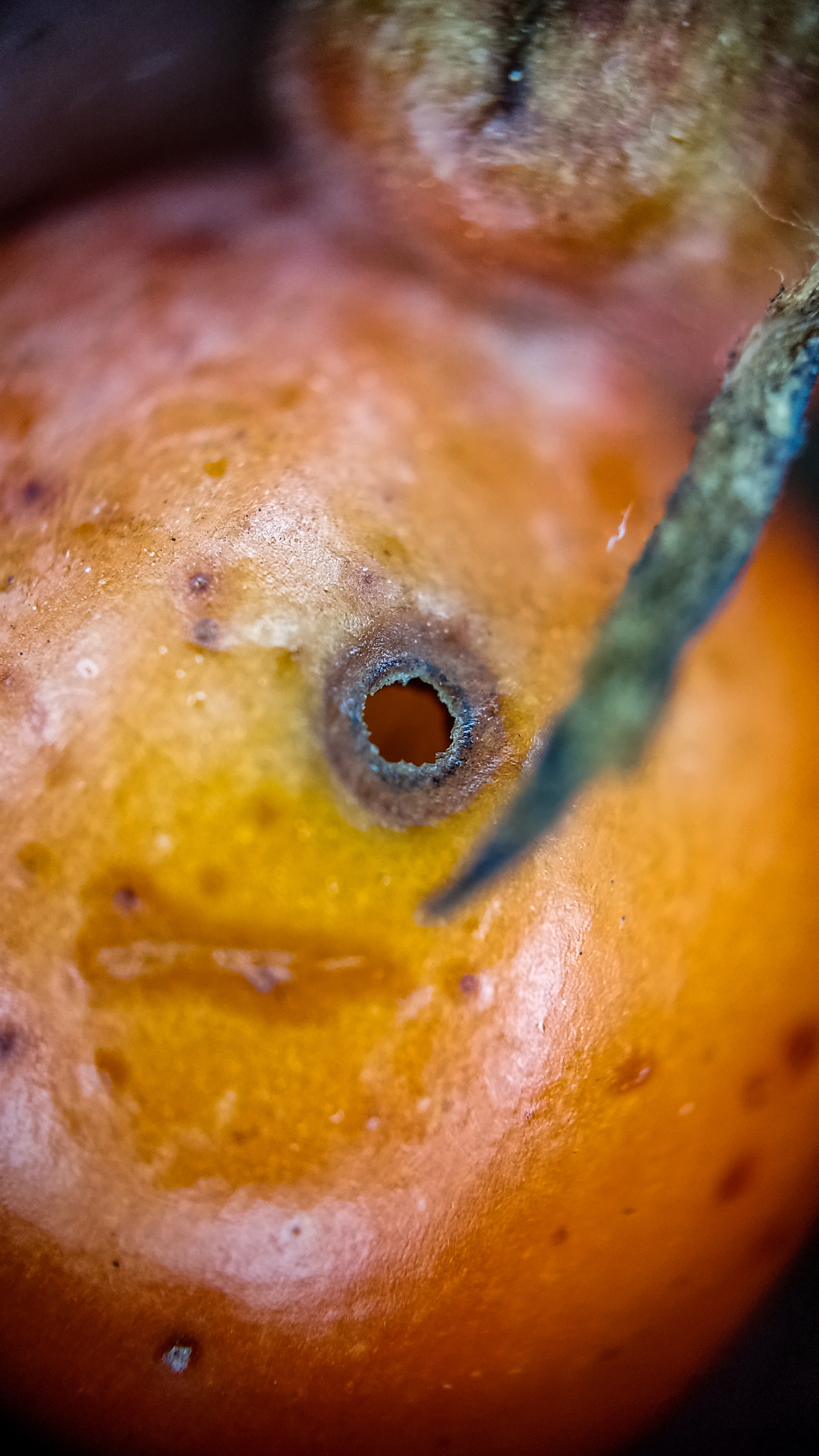 Photo project Let's take a closer look post #83. Rosehip - My, Bloom, Macro photography, Biology, Nature, Chemistry, Microfilming, Plants, Insects, The photo, Longpost