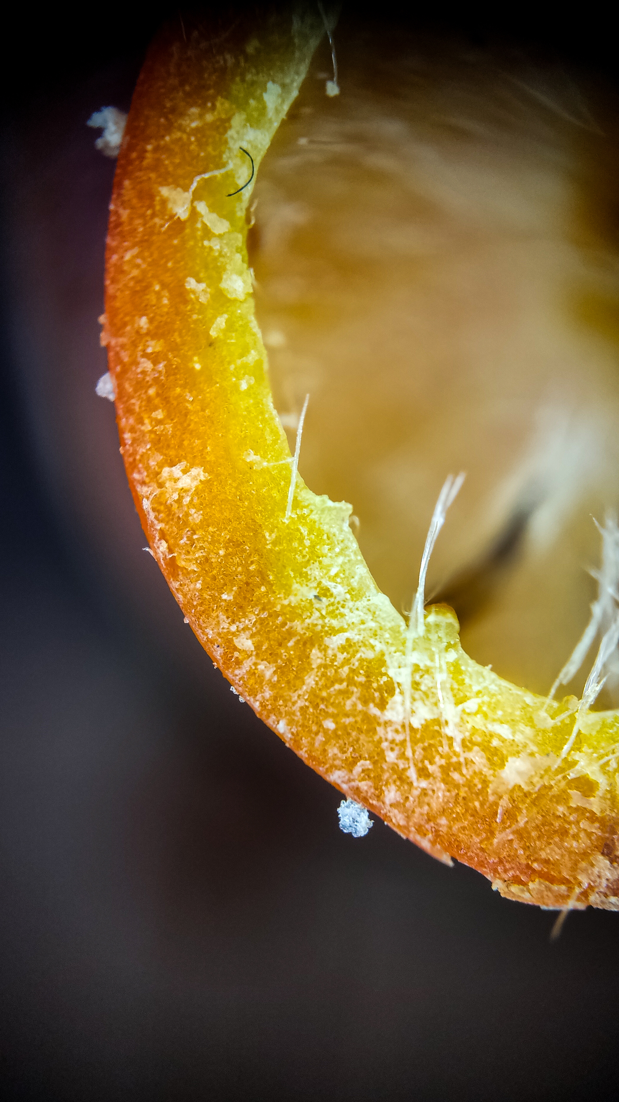 Photo project Let's take a closer look post #83. Rosehip - My, Bloom, Macro photography, Biology, Nature, Chemistry, Microfilming, Plants, Insects, The photo, Longpost