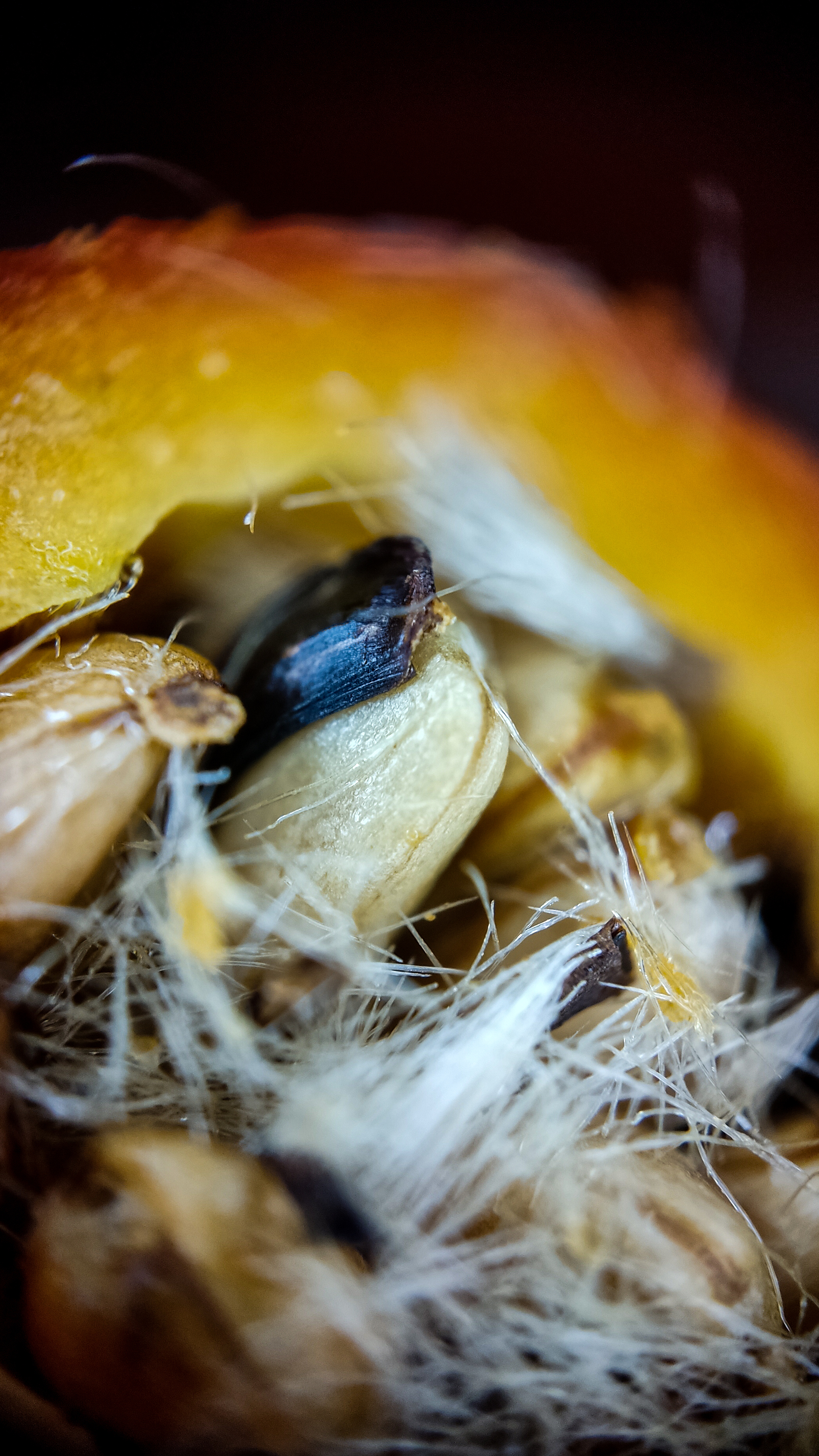 Photo project Let's take a closer look post #83. Rosehip - My, Bloom, Macro photography, Biology, Nature, Chemistry, Microfilming, Plants, Insects, The photo, Longpost