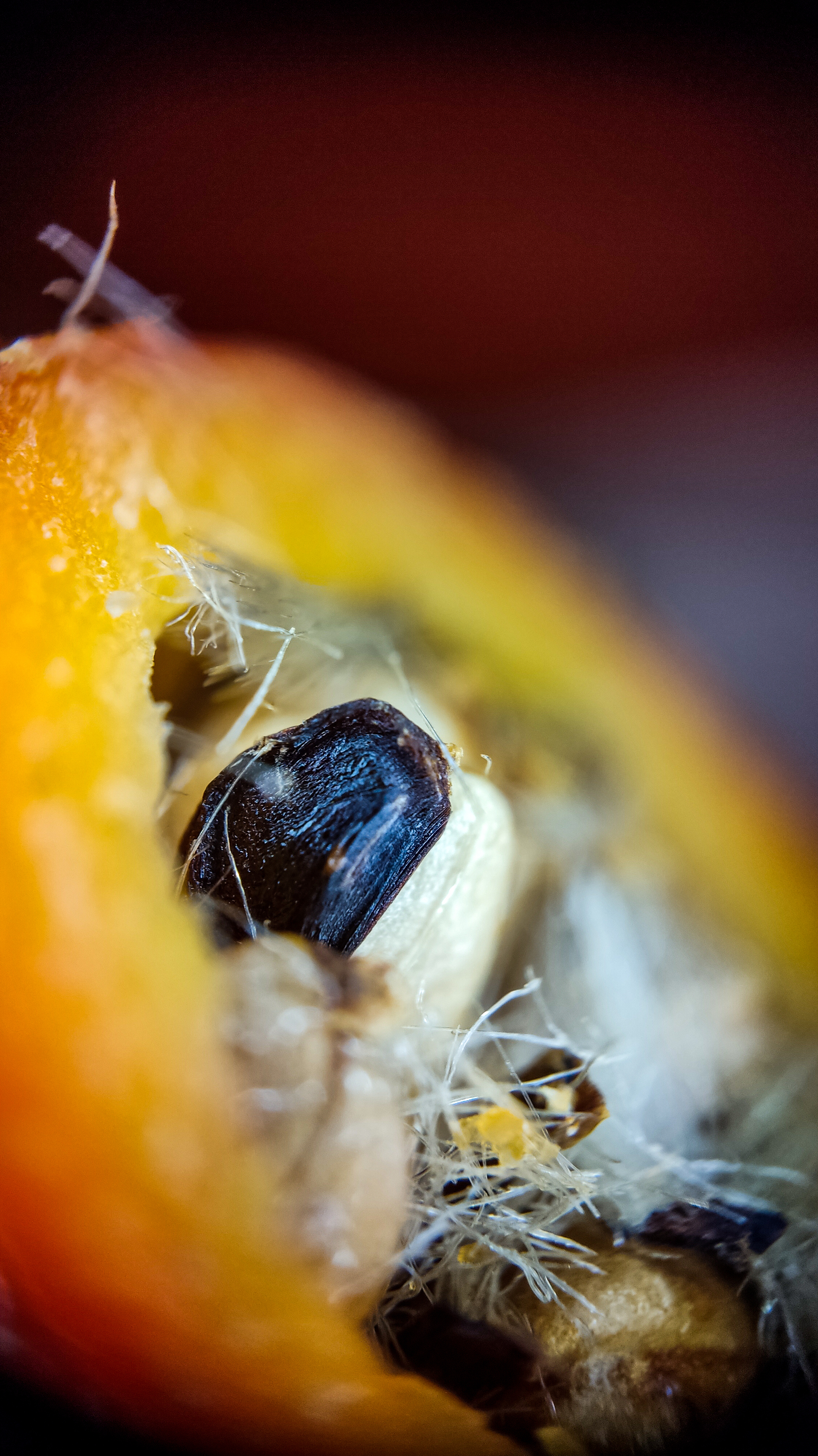 Photo project Let's take a closer look post #83. Rosehip - My, Bloom, Macro photography, Biology, Nature, Chemistry, Microfilming, Plants, Insects, The photo, Longpost