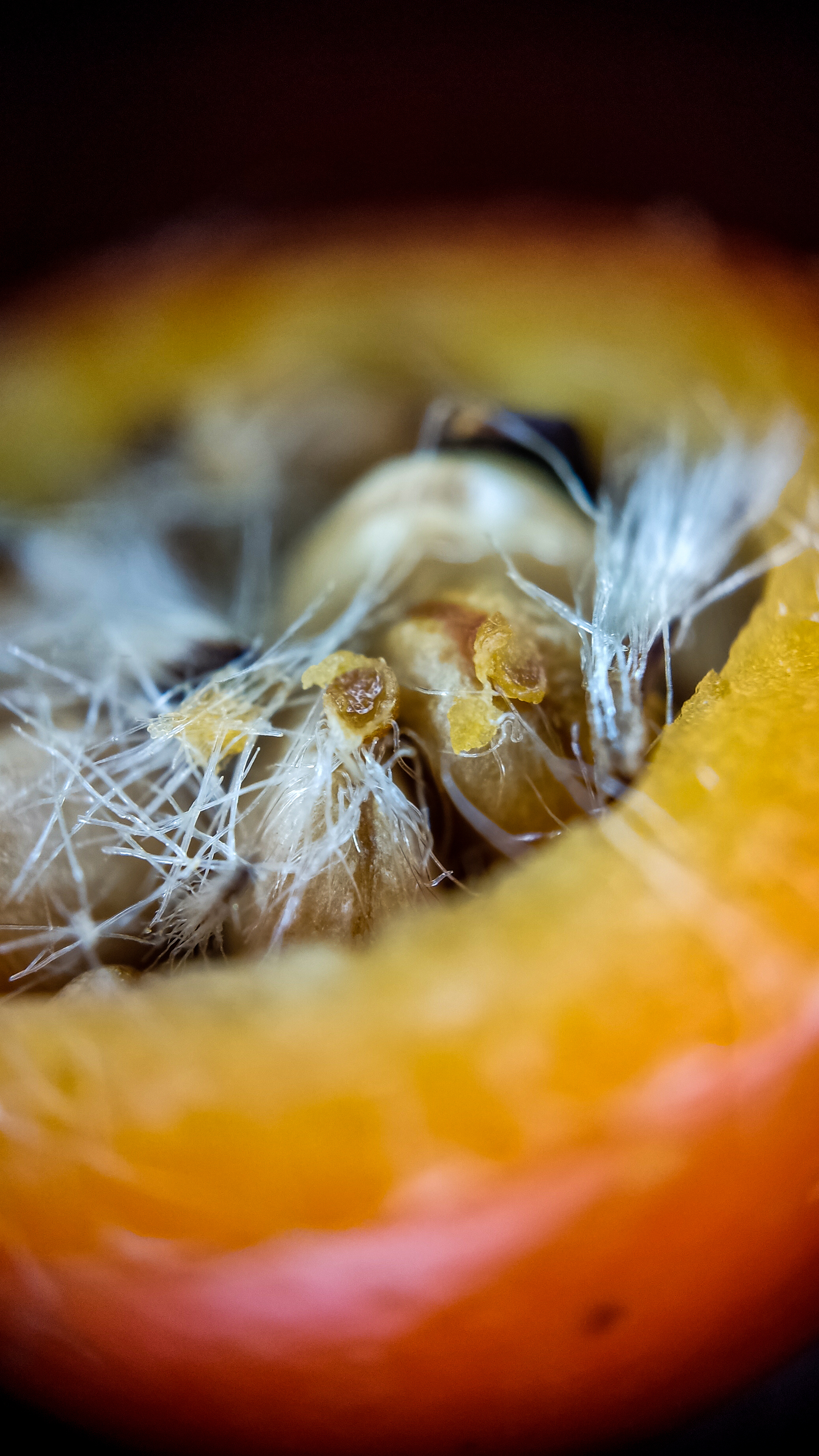 Photo project Let's take a closer look post #83. Rosehip - My, Bloom, Macro photography, Biology, Nature, Chemistry, Microfilming, Plants, Insects, The photo, Longpost