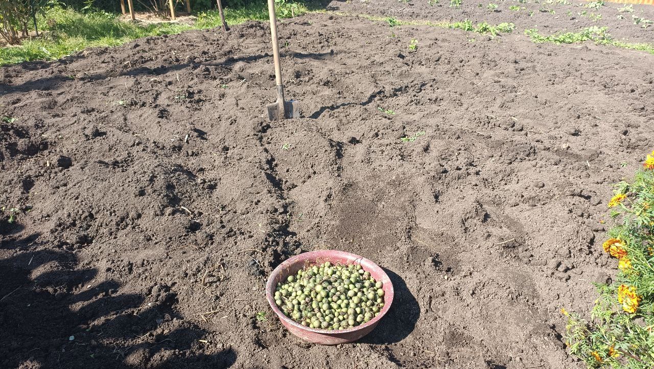 Strange Potato Seed Harvest - My, Question, Ask Peekaboo, Potato, Dacha, Seeds