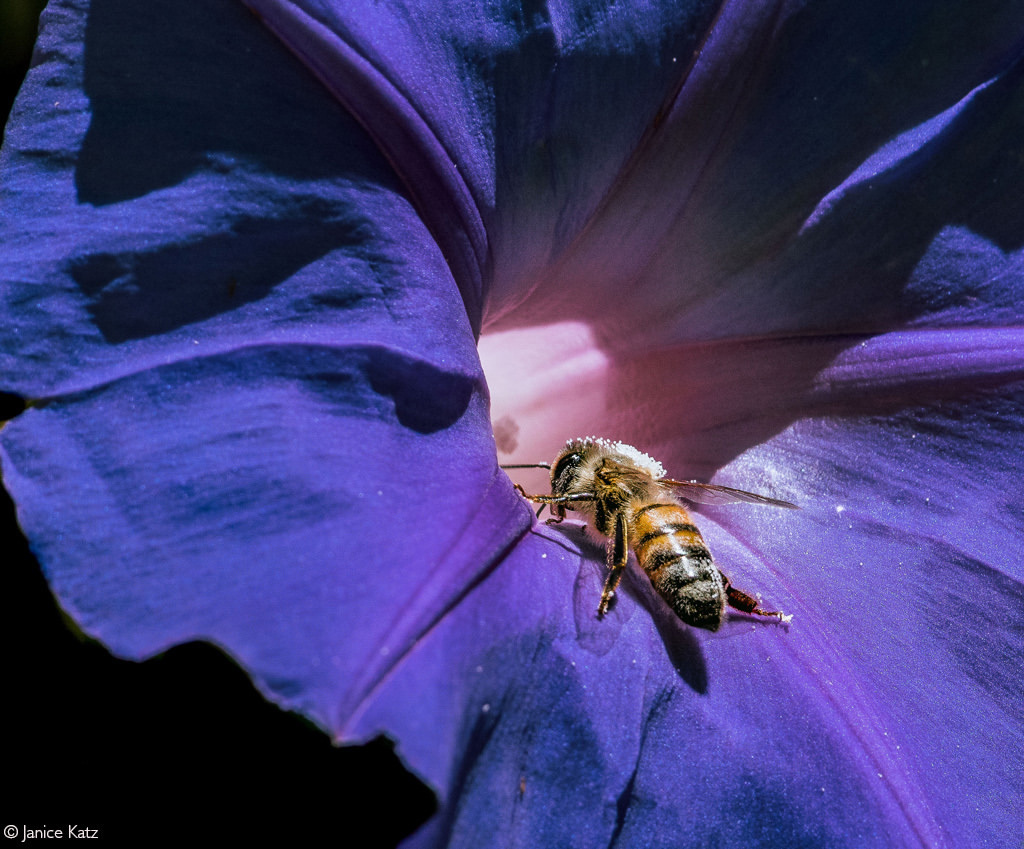 Worker bee - Bees, Insects, Wild animals, Flowers, wildlife, National park, South Africa, The photo