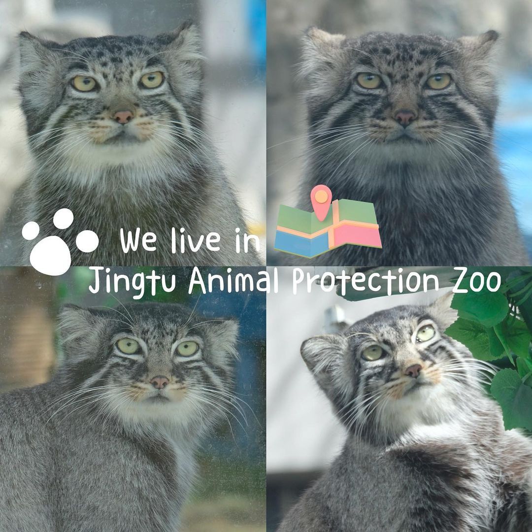 Continuation of the post One of the stories of salvation. Such a small big miracle - Small cats, Pallas' cat, Cat family, Predatory animals, Wild animals, The photo, Vertical video, Animal Rescue, Video, Longpost, Young, Tibet, China, Zoo, Reply to post