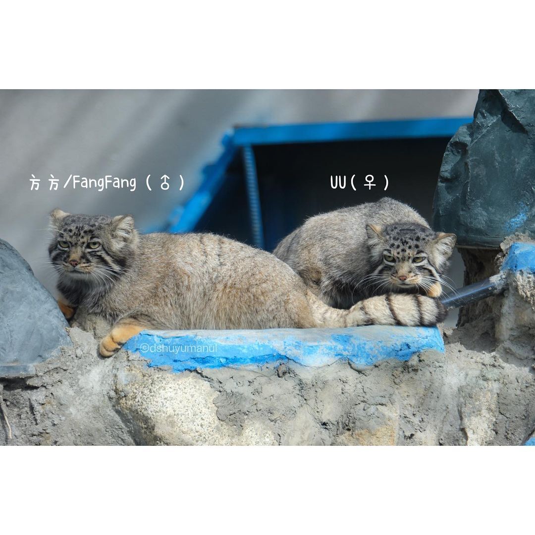 Continuation of the post One of the stories of salvation. Such a small big miracle - Small cats, Pallas' cat, Cat family, Predatory animals, Wild animals, The photo, Vertical video, Animal Rescue, Video, Longpost, Young, Tibet, China, Zoo, Reply to post