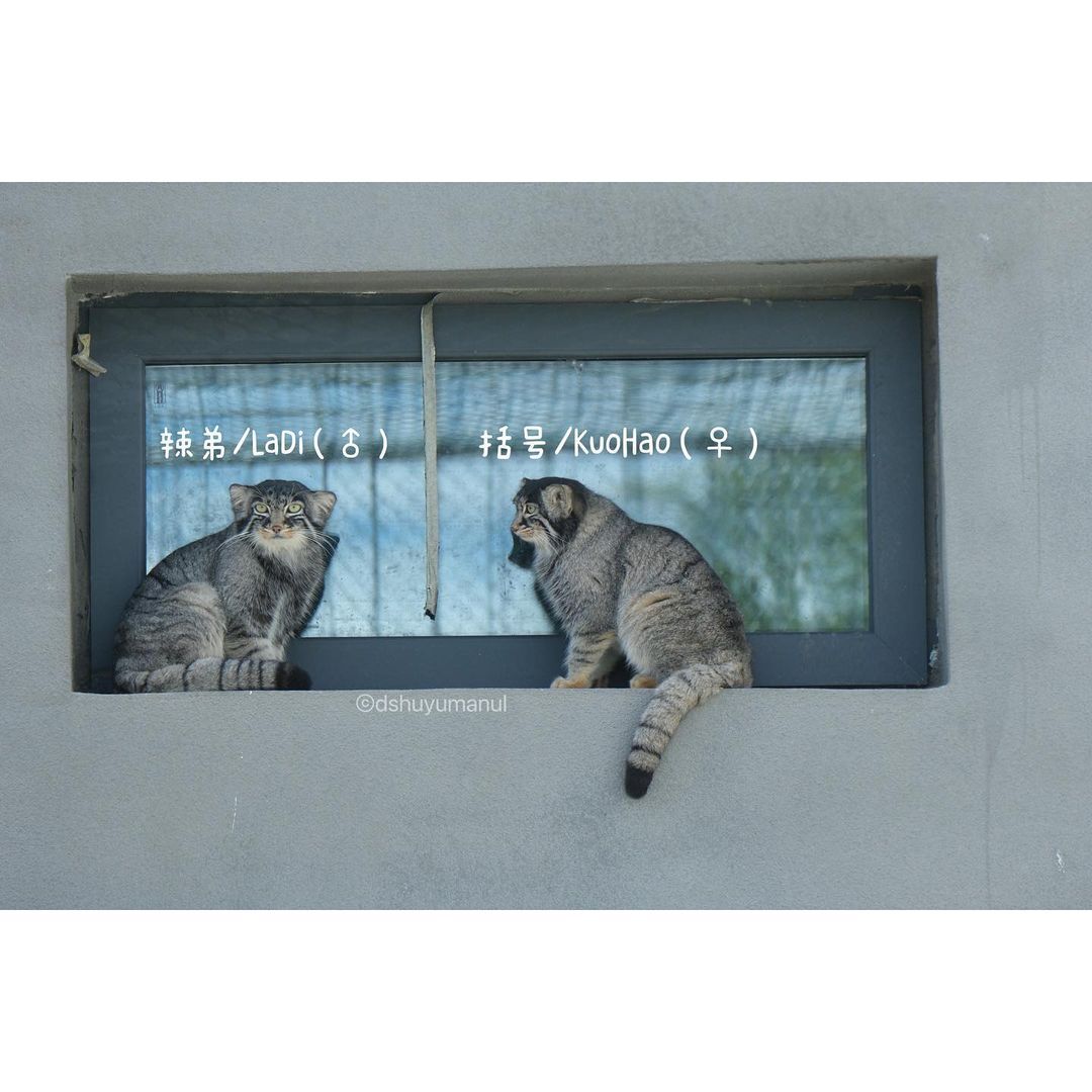 Continuation of the post One of the stories of salvation. Such a small big miracle - Small cats, Pallas' cat, Cat family, Predatory animals, Wild animals, The photo, Vertical video, Animal Rescue, Video, Longpost, Young, Tibet, China, Zoo, Reply to post