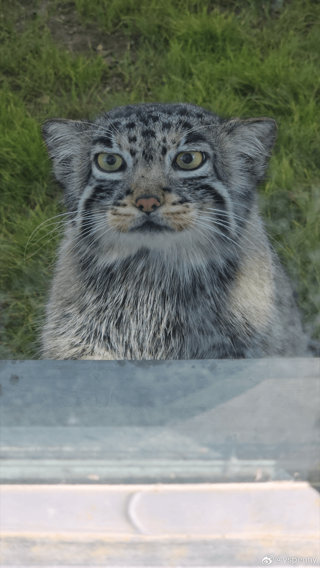 Continuation of the post One of the stories of salvation. Such a small big miracle - Small cats, Pallas' cat, Cat family, Predatory animals, Wild animals, The photo, Vertical video, Animal Rescue, Video, Longpost, Young, Tibet, China, Zoo, Reply to post