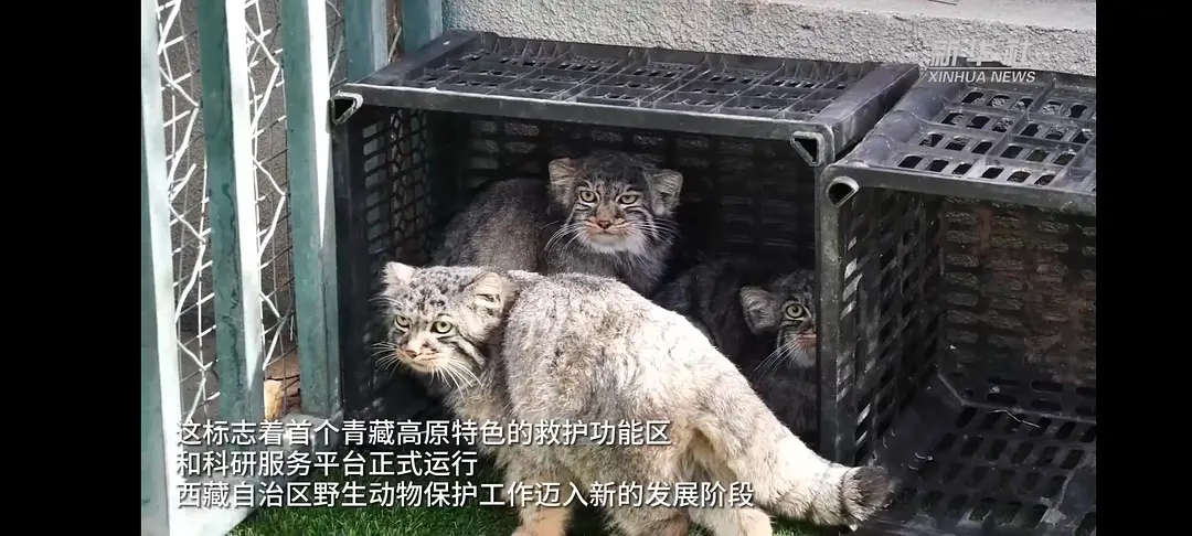 Continuation of the post One of the stories of salvation. Such a small big miracle - Small cats, Pallas' cat, Cat family, Predatory animals, Wild animals, The photo, Vertical video, Animal Rescue, Video, Longpost, Young, Tibet, China, Zoo, Reply to post