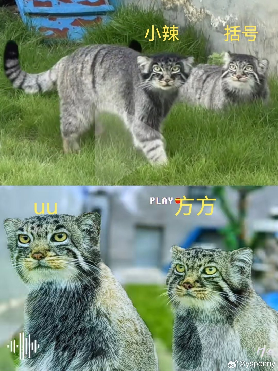 Continuation of the post One of the stories of salvation. Such a small big miracle - Small cats, Pallas' cat, Cat family, Predatory animals, Wild animals, The photo, Vertical video, Animal Rescue, Video, Longpost, Young, Tibet, China, Zoo, Reply to post