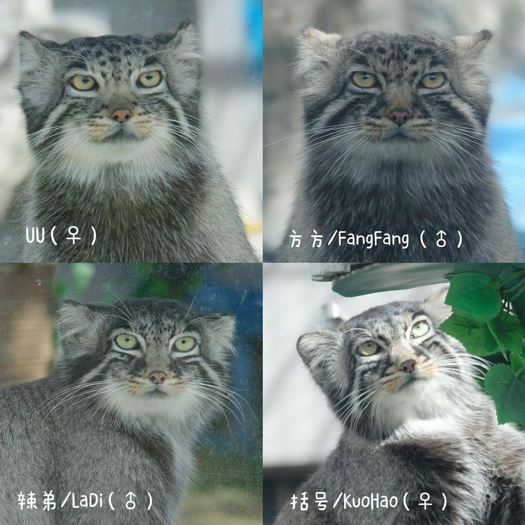 Continuation of the post One of the stories of salvation. Such a small big miracle - Small cats, Pallas' cat, Cat family, Predatory animals, Wild animals, The photo, Vertical video, Animal Rescue, Video, Longpost, Young, Tibet, China, Zoo, Reply to post