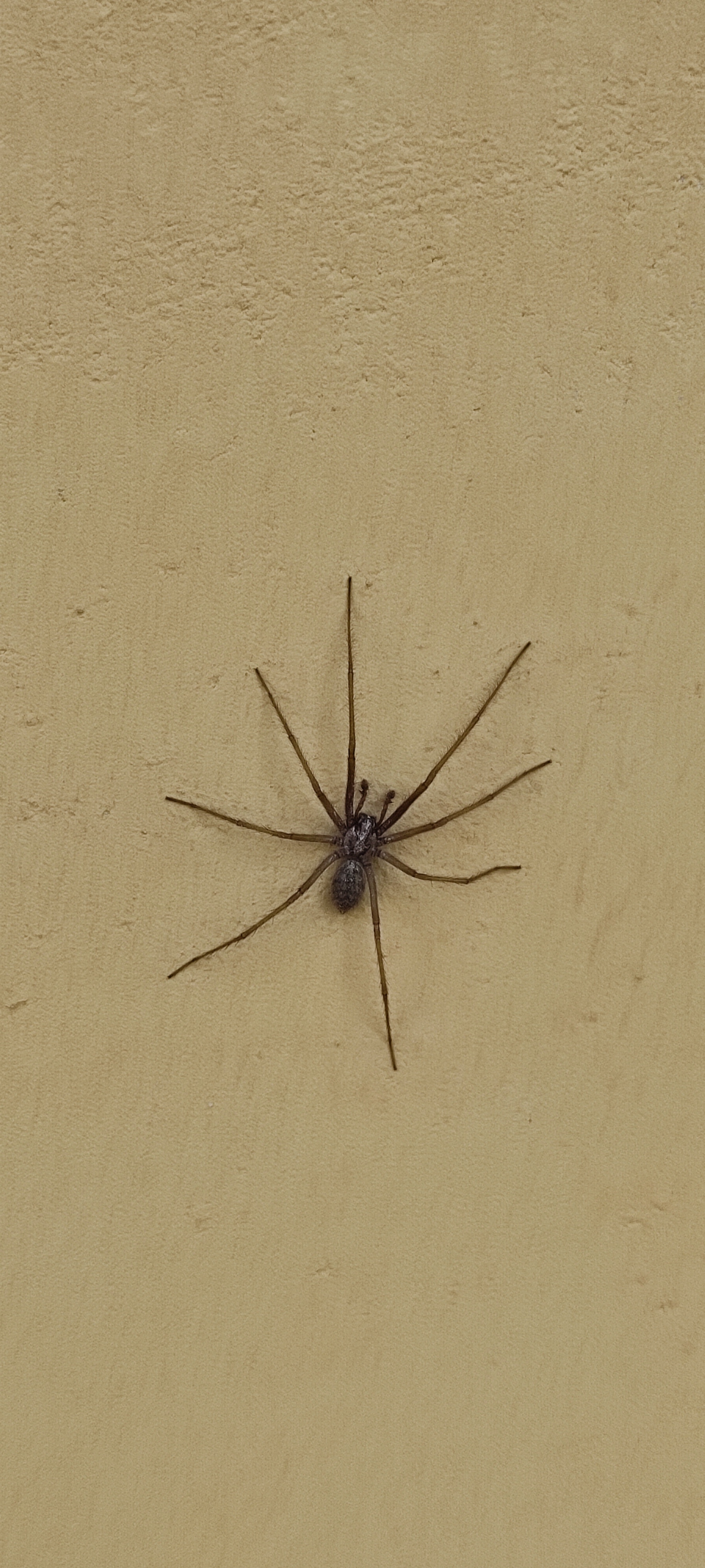 Are there any experts on site? - My, Spider, Help, Meeting, Longpost