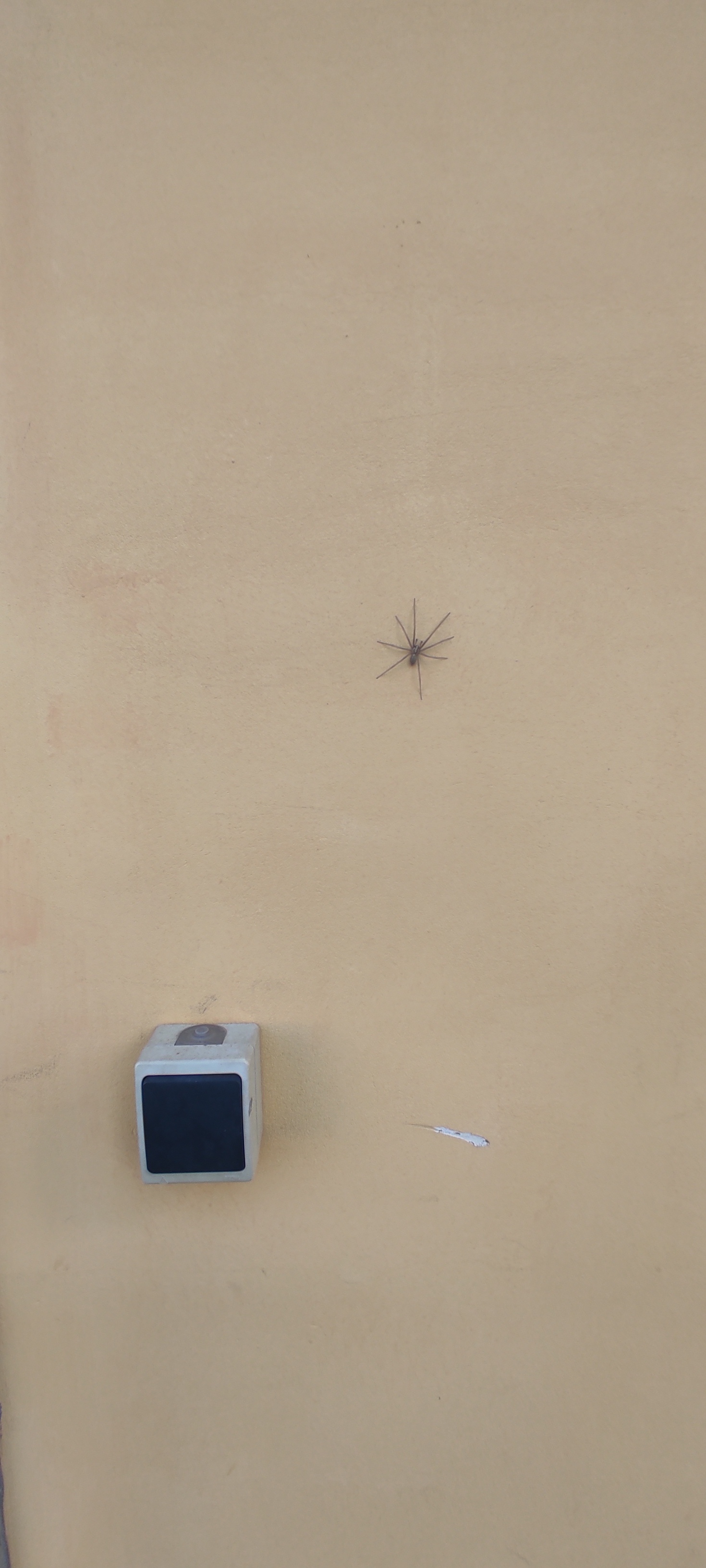 Are there any experts on site? - My, Spider, Help, Meeting, Longpost