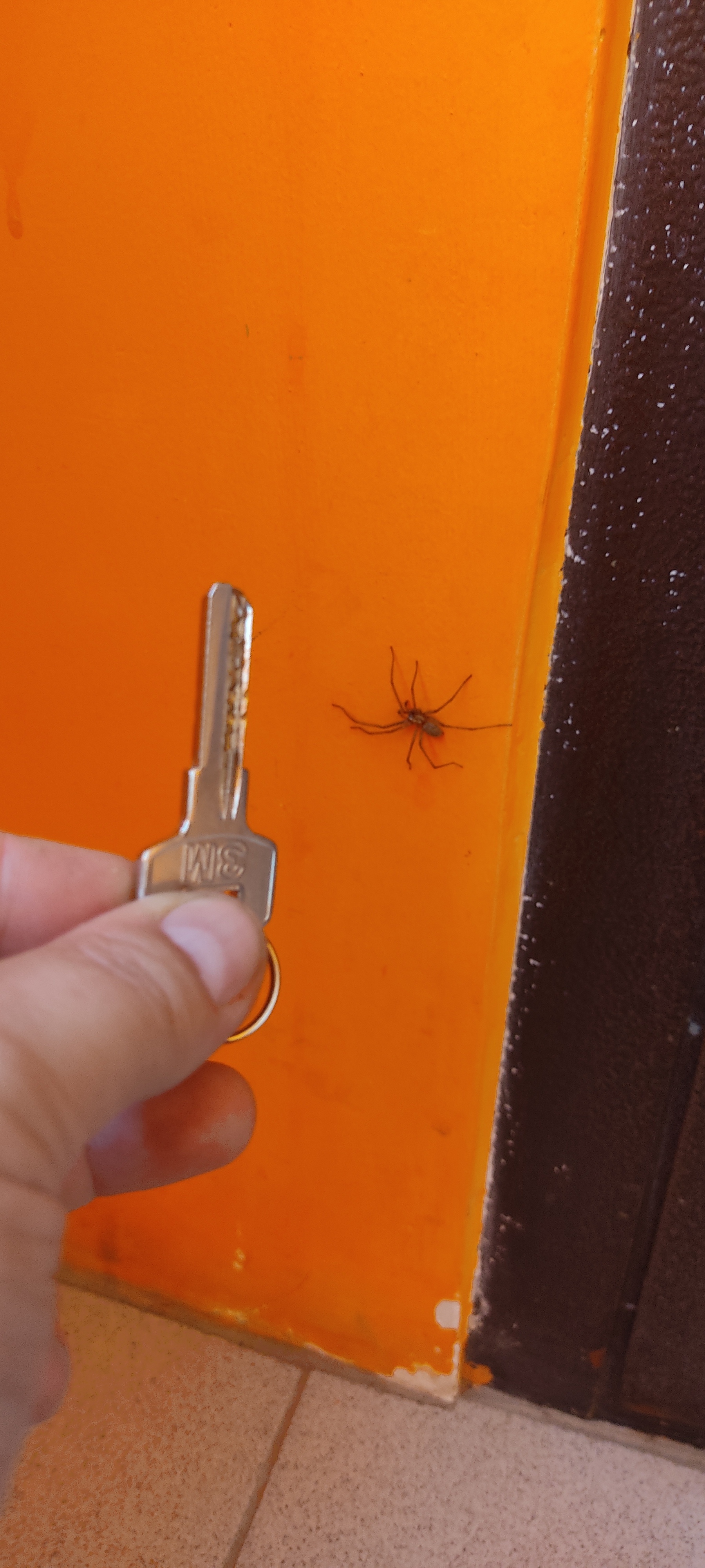 Are there any experts on site? - My, Spider, Help, Meeting, Longpost