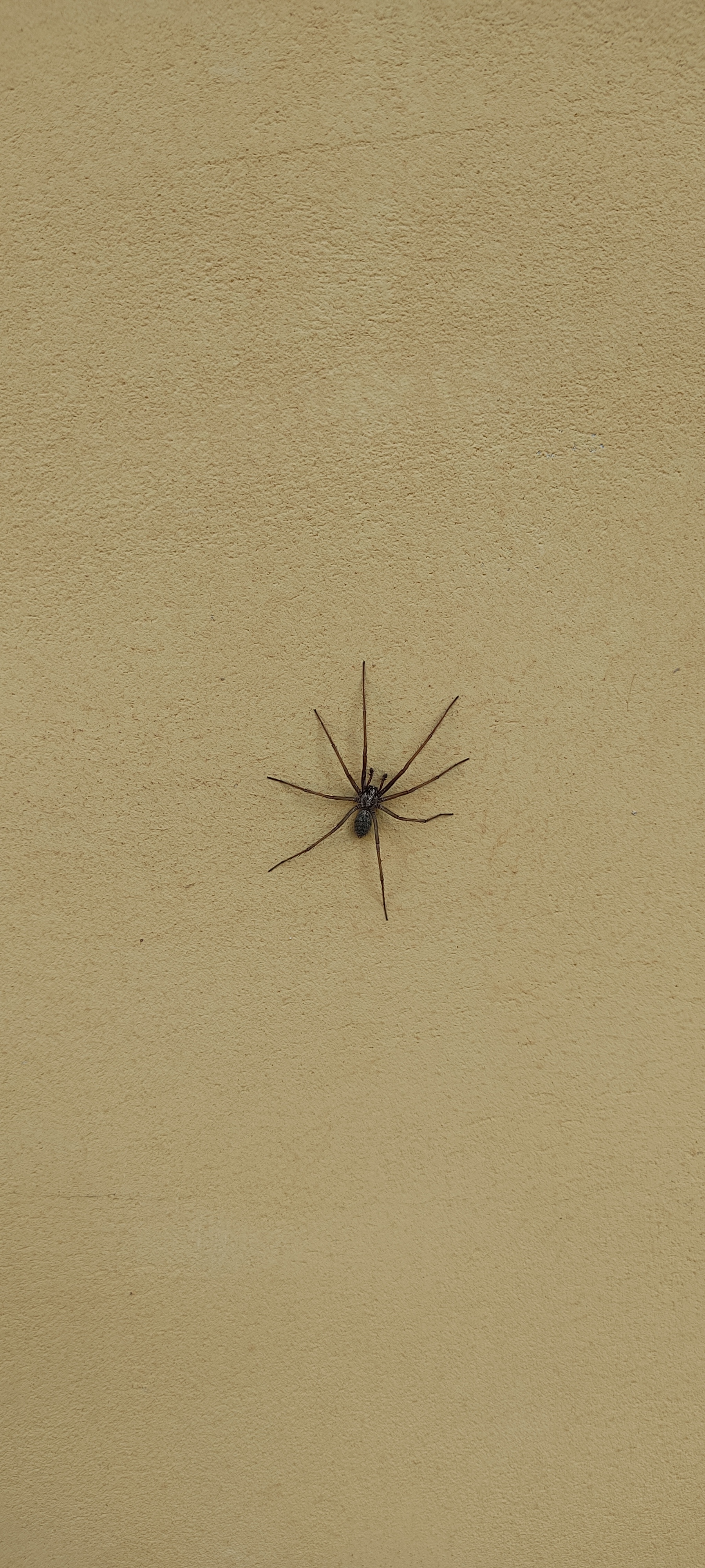 Are there any experts on site? - My, Spider, Help, Meeting, Longpost