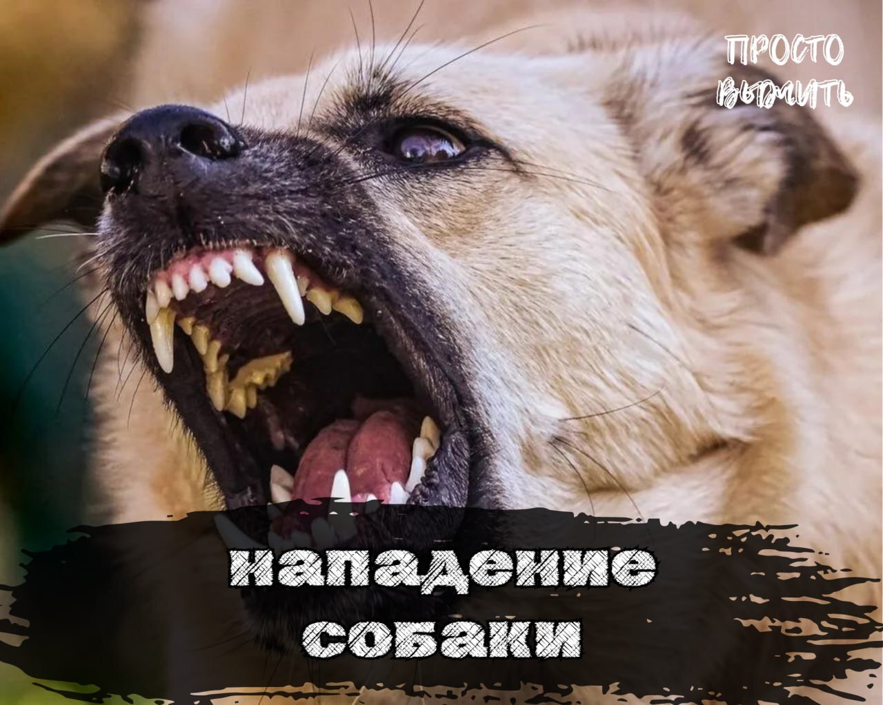 Dog Attack: How to Save Yourself and Protect Yourself - My, Survival, Education, Dog, Bite, Protection, Rules, Dog attack, Attack, Danger, What to do, The rescue, Injury, Article, Wild Dog, Aggression, Attack, Rabies, Actions, Animals, Dangerous animals