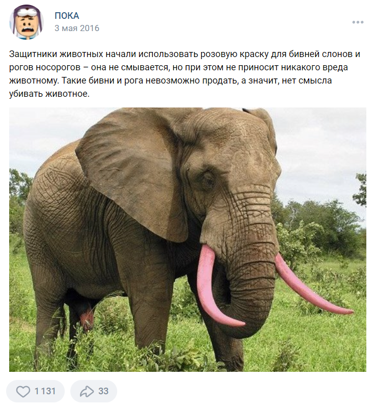 Is it true that elephant tusks and rhino horns are dyed pink to save these animals from poachers? - My, Rhinoceros, Elephants, Animals, The photo, Images, Biology, Africa, Facts, Проверка, Research, Informative, Person, Animal protection, Tusk, Poachers, Longpost