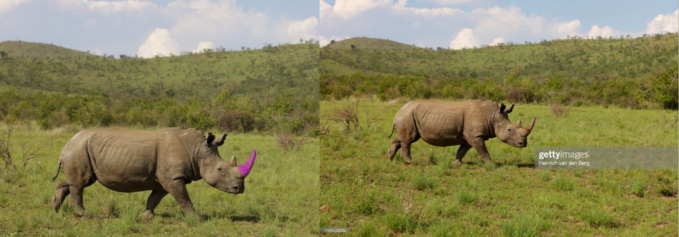 Is it true that elephant tusks and rhino horns are dyed pink to save these animals from poachers? - My, Rhinoceros, Elephants, Animals, The photo, Images, Biology, Africa, Facts, Проверка, Research, Informative, Person, Animal protection, Tusk, Poachers, Longpost