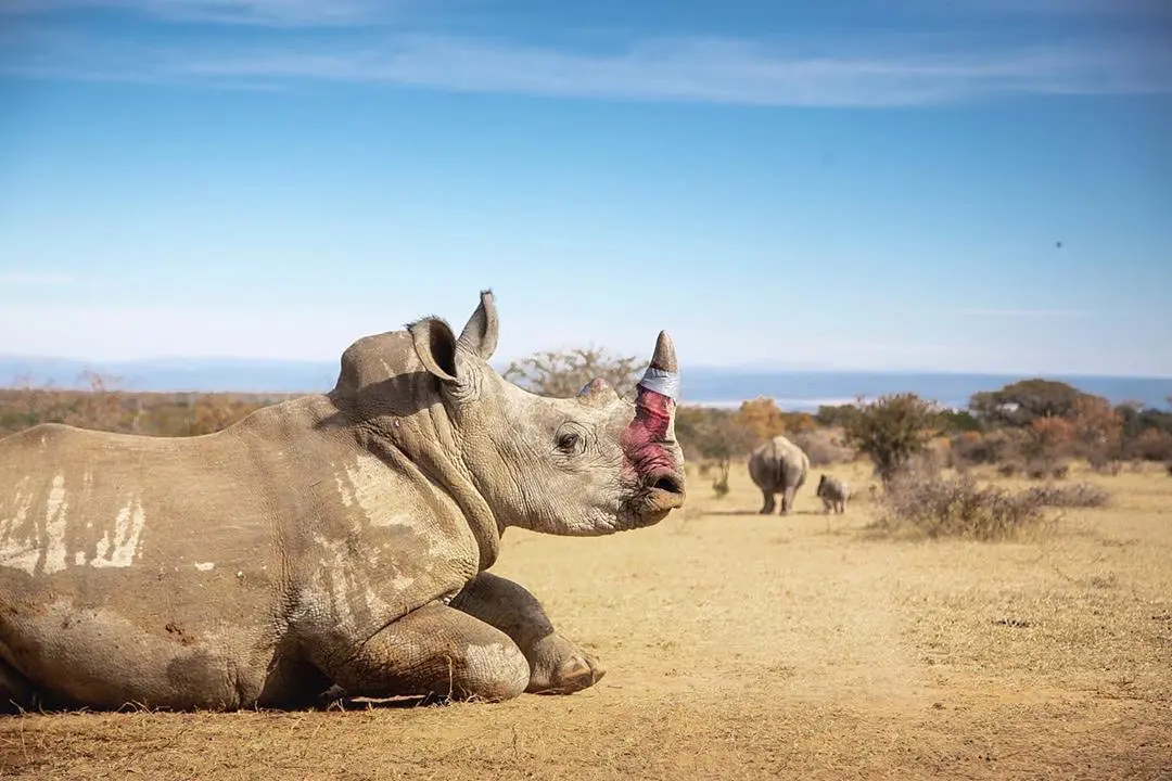 Is it true that elephant tusks and rhino horns are dyed pink to save these animals from poachers? - My, Rhinoceros, Elephants, Animals, The photo, Images, Biology, Africa, Facts, Проверка, Research, Informative, Person, Animal protection, Tusk, Poachers, Longpost