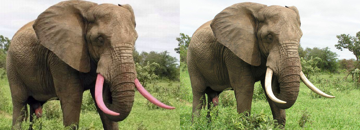 Is it true that elephant tusks and rhino horns are dyed pink to save these animals from poachers? - My, Rhinoceros, Elephants, Animals, The photo, Images, Biology, Africa, Facts, Проверка, Research, Informative, Person, Animal protection, Tusk, Poachers, Longpost