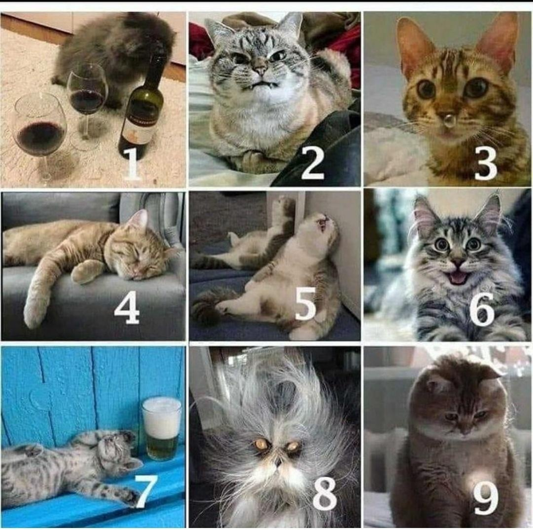 What's your mood like today? - cat, Mood, Choice, Images