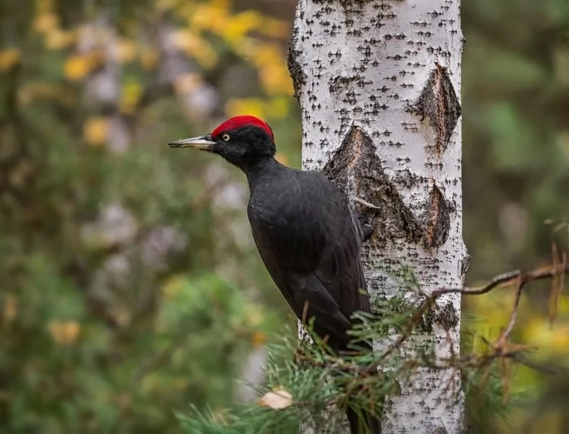 Zhelna is a hooligan - Woodpecker yellow, Birds, Vandalism, Phototrap, Video, Telegram (link)