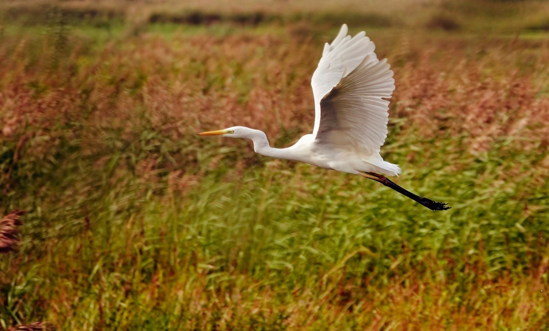 White heron in flight - My, The photo, Netherlands (Holland), Nature, Birds, Egret