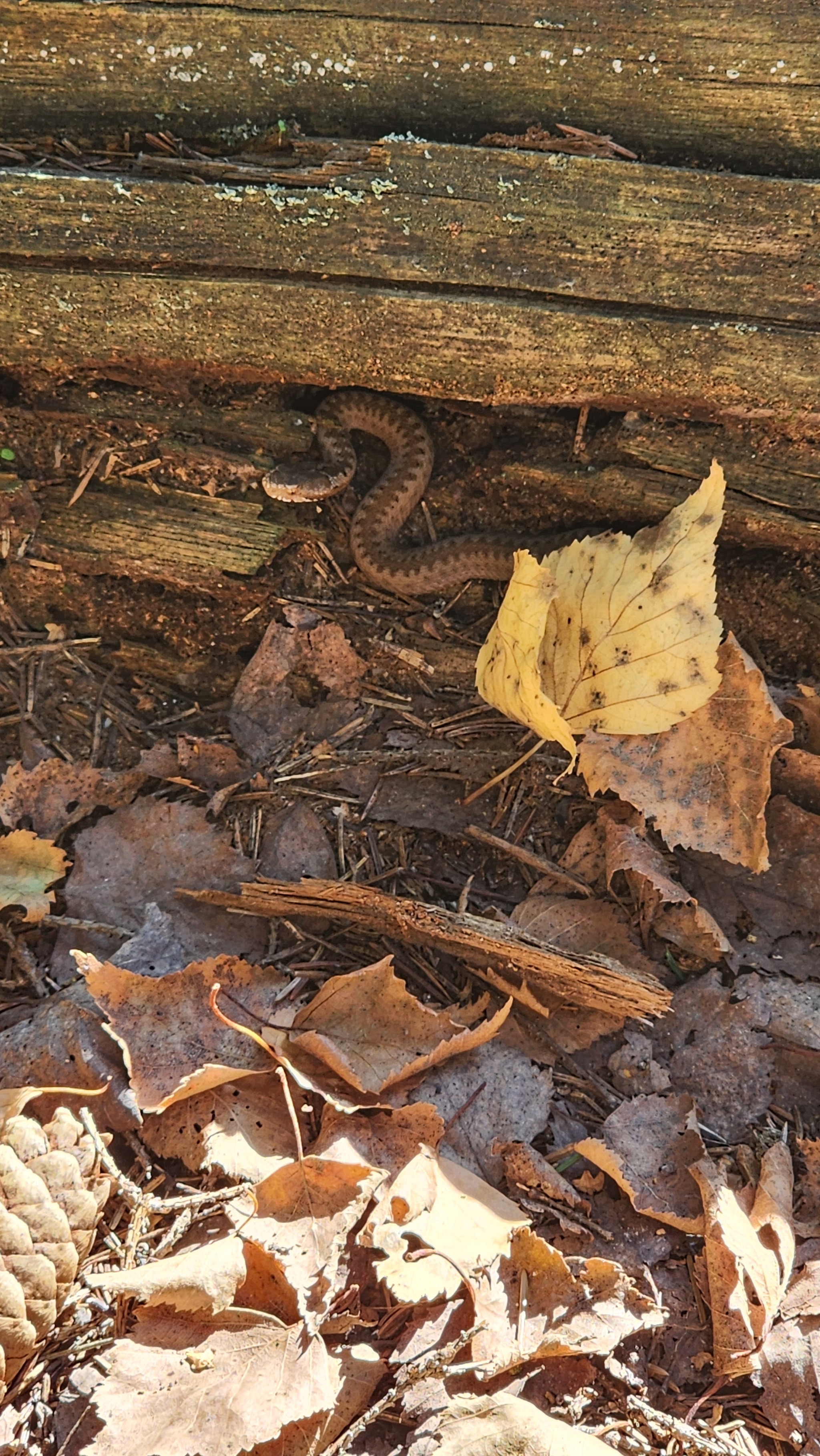 I don't even feel like eating mushrooms anymore - My, Forest, Snake, Vipers, The photo, Fearfully, Mushrooms, The sun, A good day