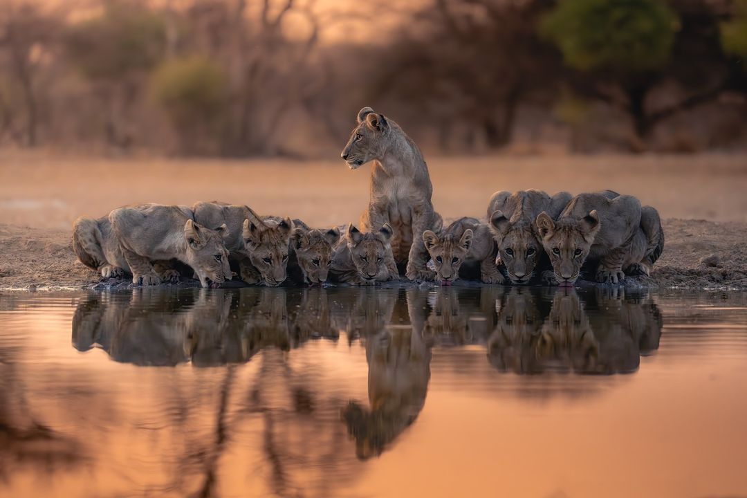 On guard - Pride, Lioness, a lion, Big cats, Cat family, Predatory animals, Wild animals, wildlife, Reserves and sanctuaries, South Africa, The photo, Waterhole