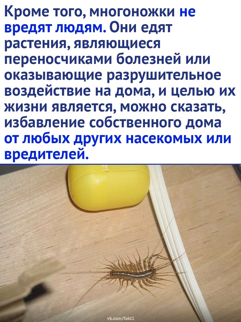 Centipedes are the most beneficial insects in your home - Centipede, Insects, Animals, Nature, Picture with text, Longpost