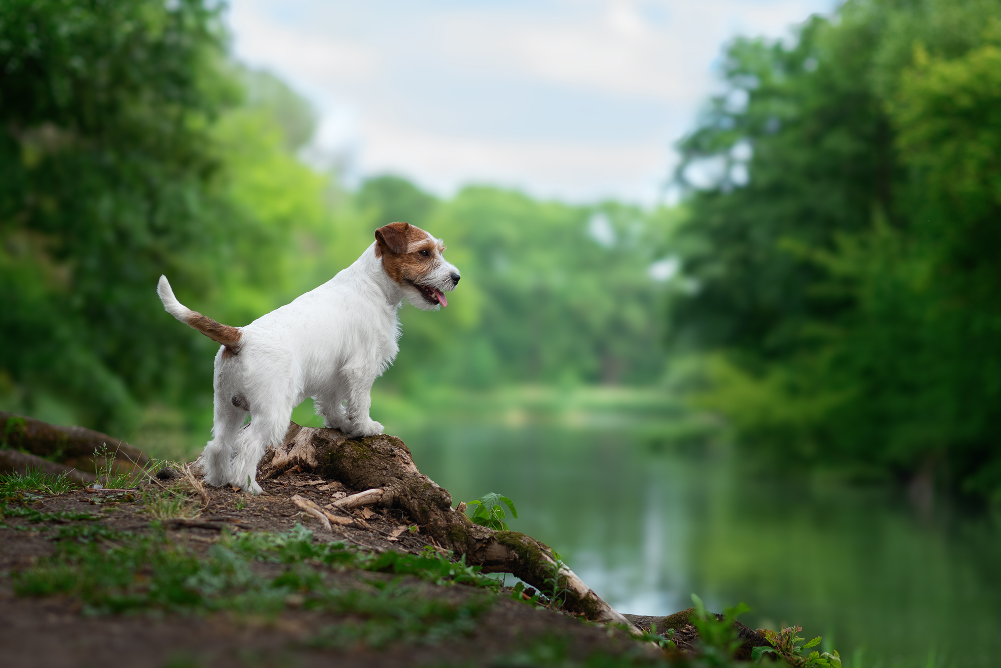 Thibault - My, Dog, Pets, The photo, Jack Russell Terrier, Nature, River