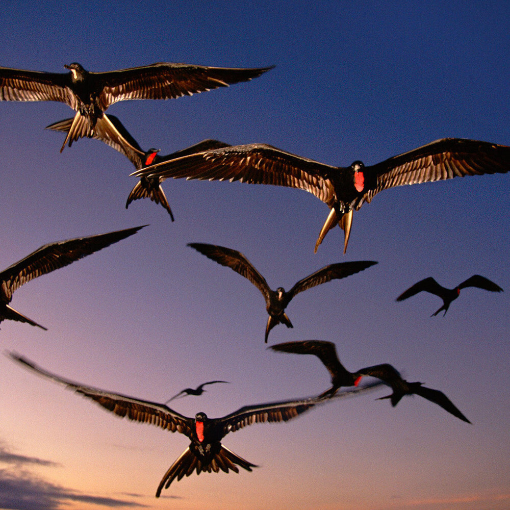 My totem animal #2 - Predator birds, Ornithology, Frigatebirds, Facts, Longpost