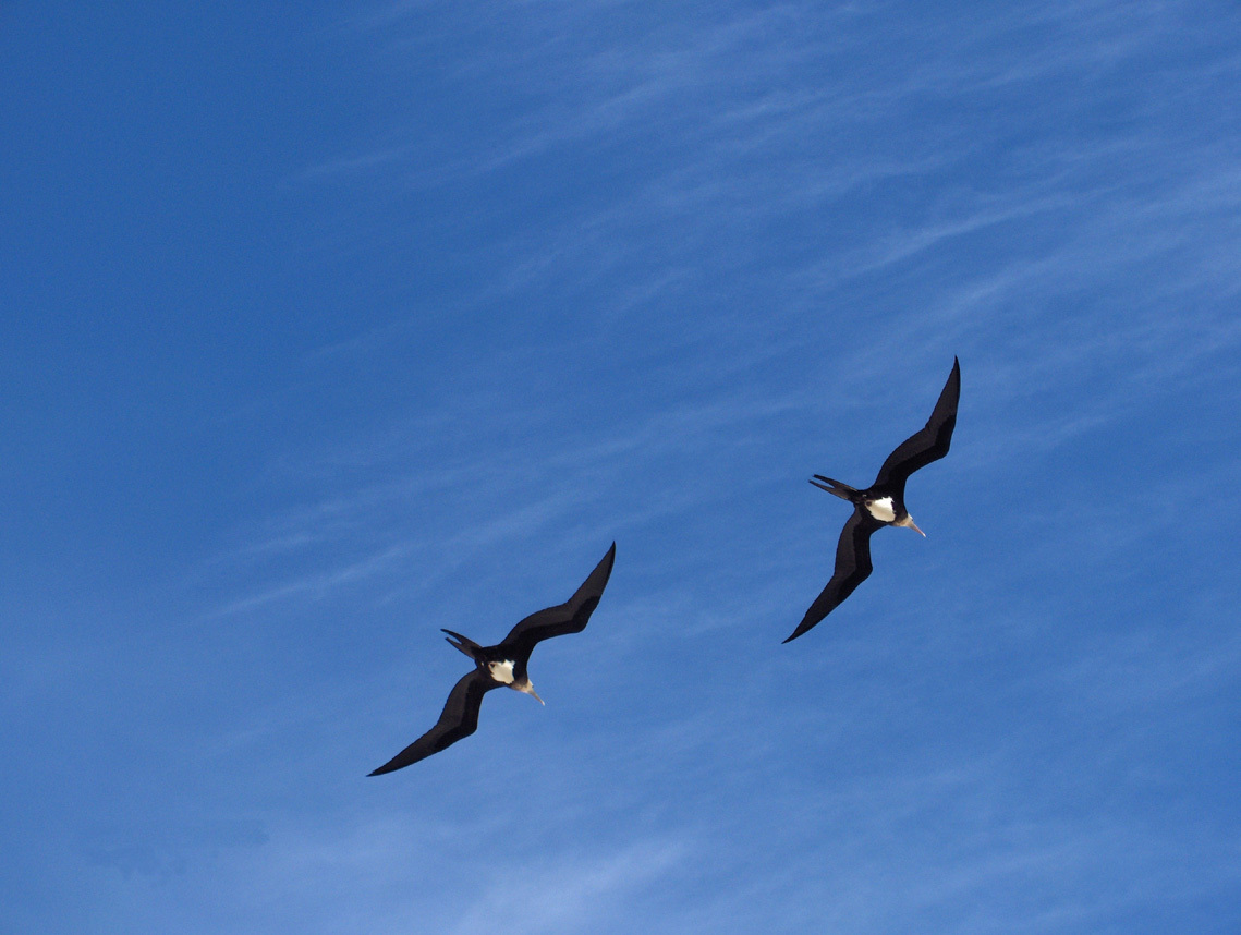 My totem animal #2 - Predator birds, Ornithology, Frigatebirds, Facts, Longpost