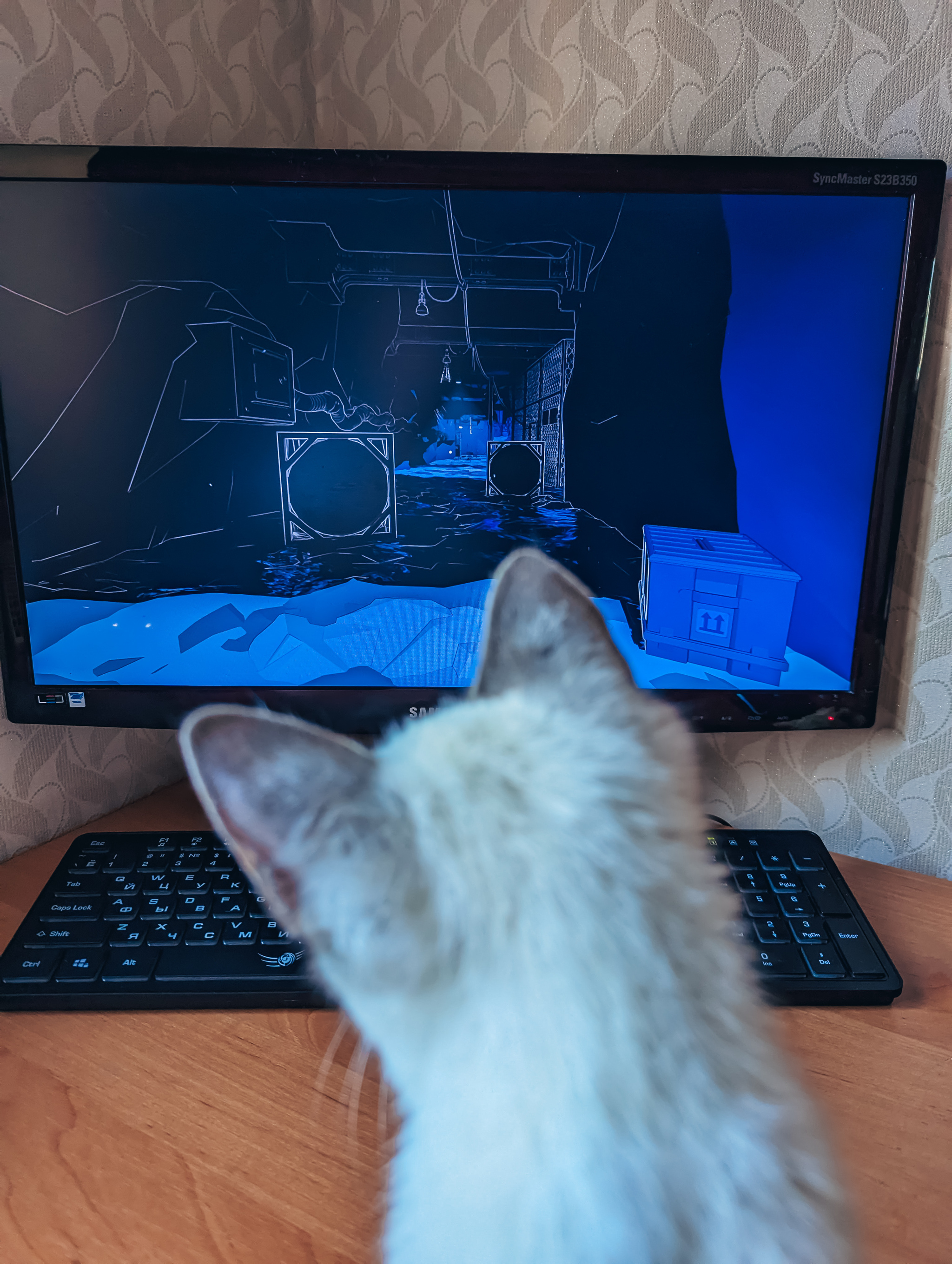 Companion for games - My, Positive, Computer games, Computer, cat, The photo, Games, Pet the cat, Fluffy, Longpost