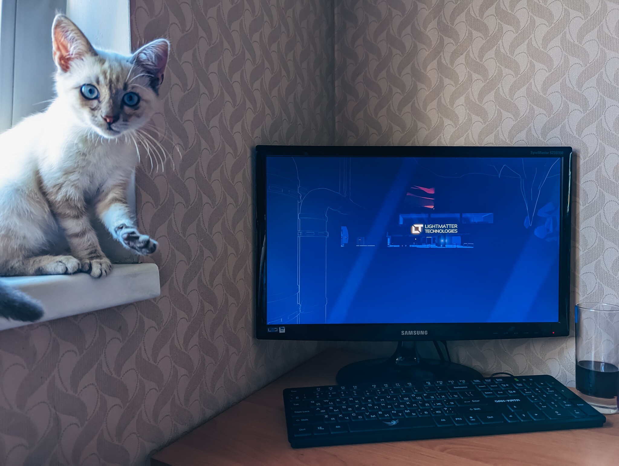 Companion for games - My, Positive, Computer games, Computer, cat, The photo, Games, Pet the cat, Fluffy, Longpost